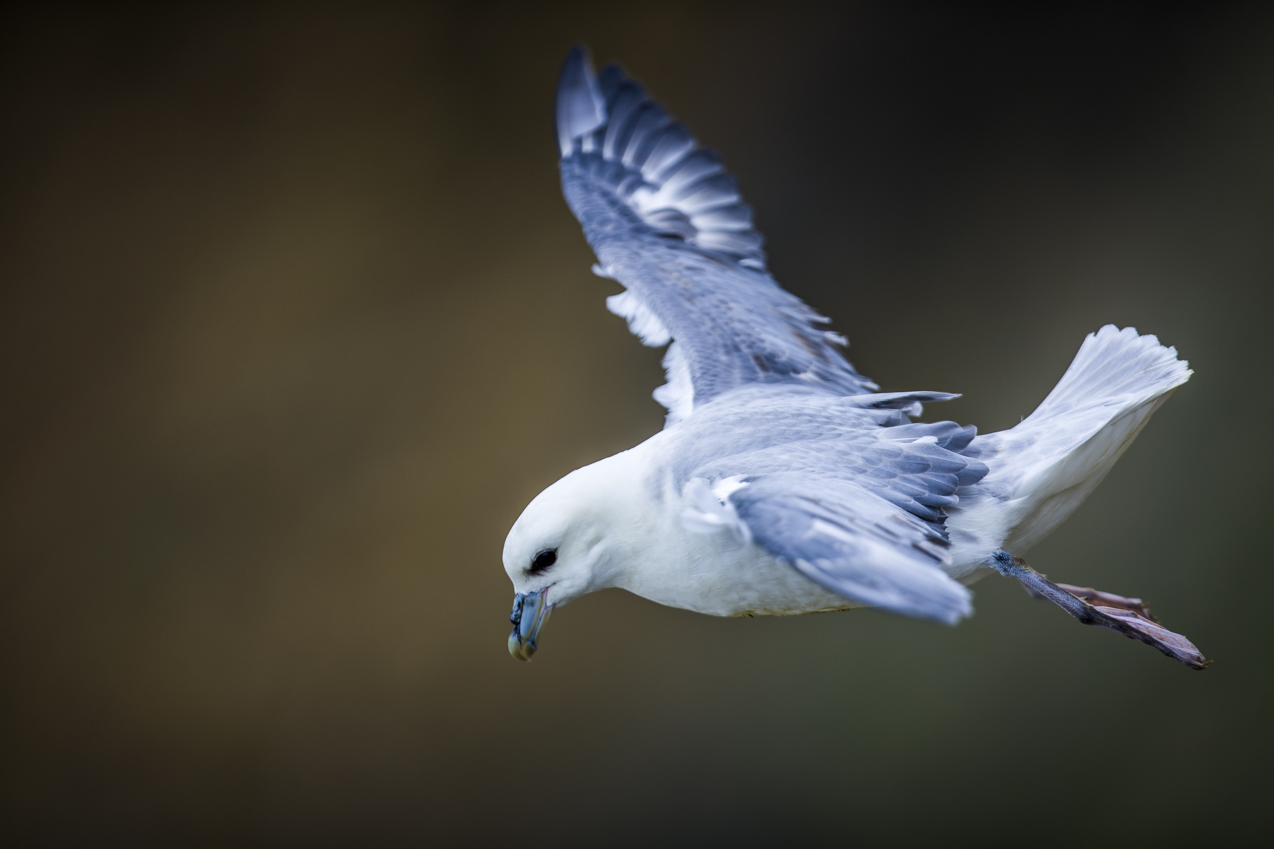 stephaneleroy_fulmar_boreal-55.jpg