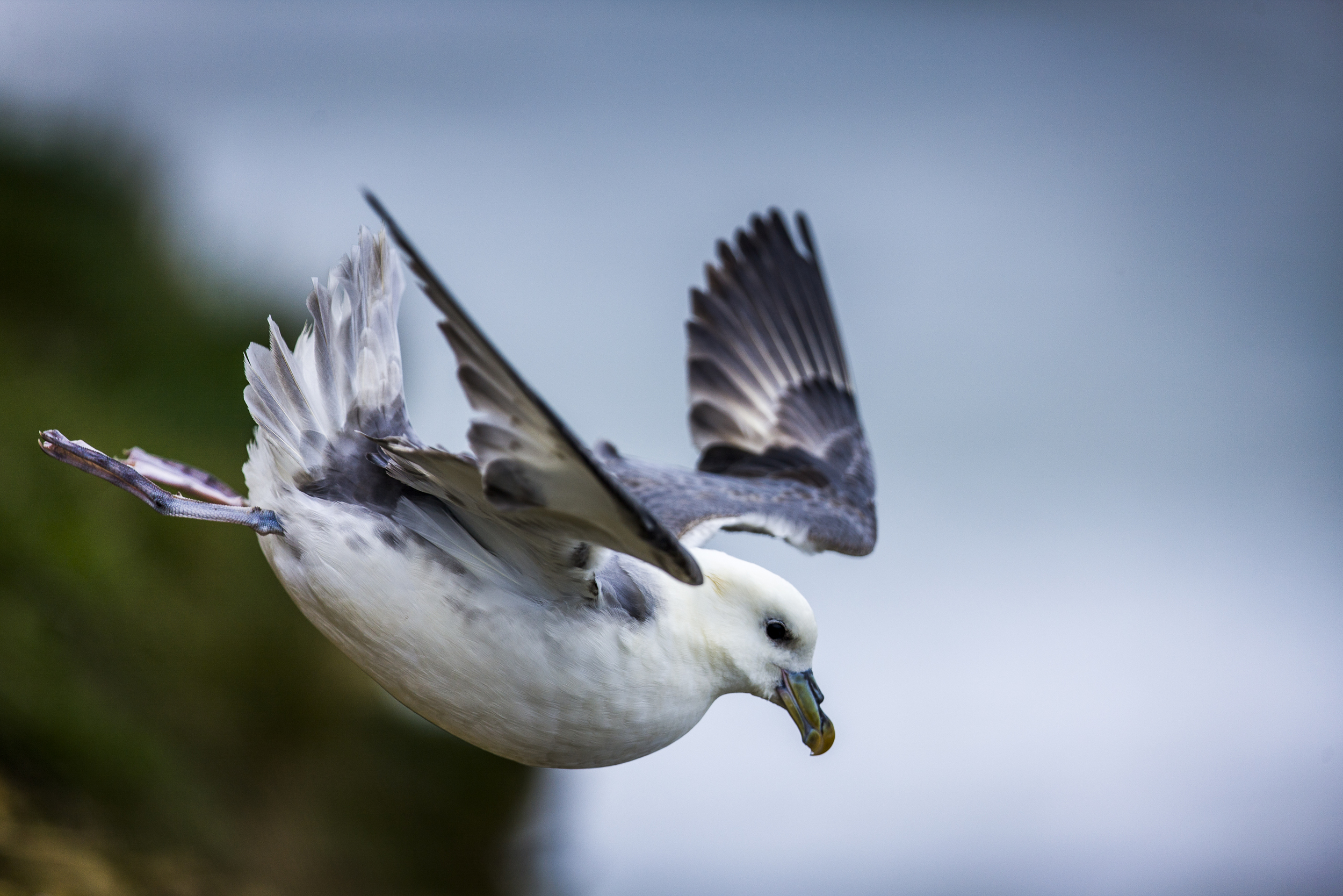 stephaneleroy_fulmar_boreal-56.jpg