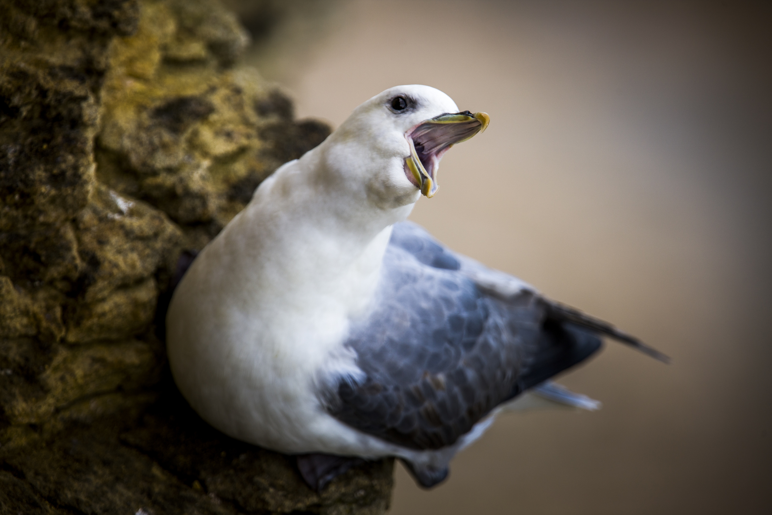 stephaneleroy_fulmar_boreal-60.jpg