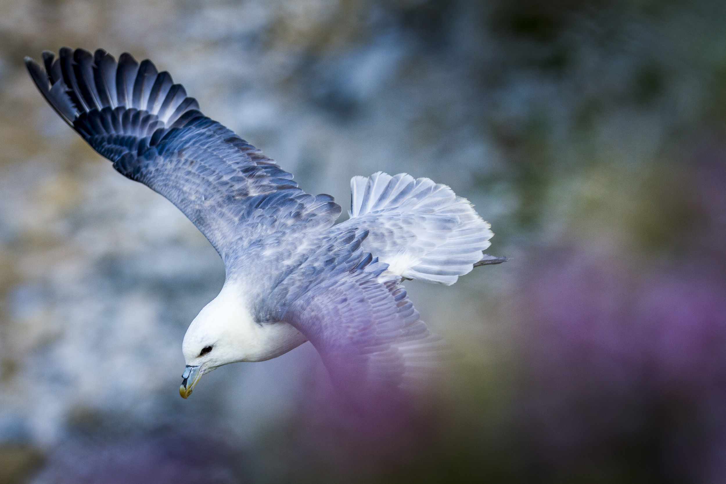 stephaneleroy_fulmar_boreal-61.jpg