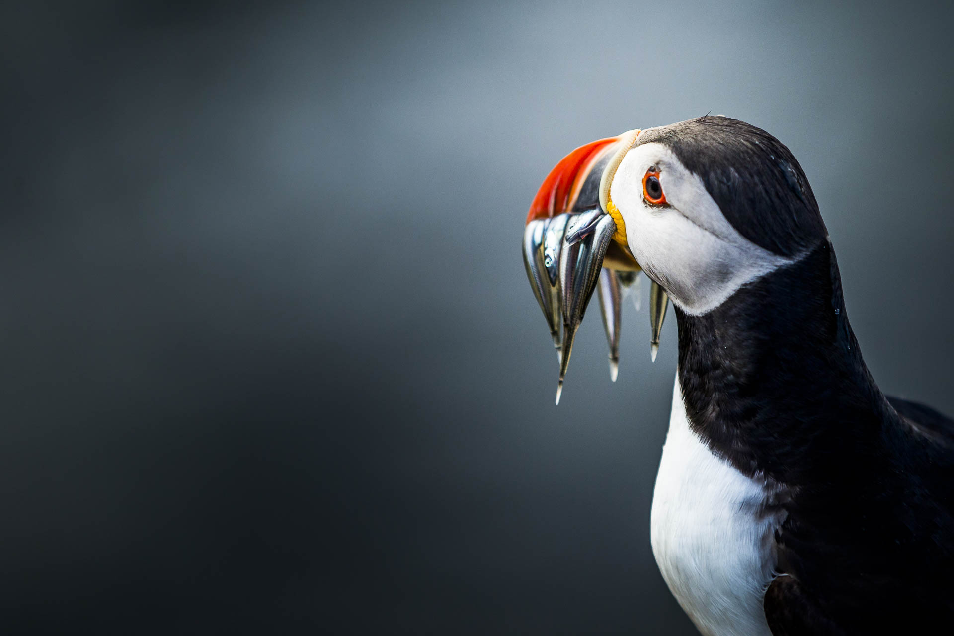 ecosse_ile_de_lunga©stephaneleroy-3.jpg