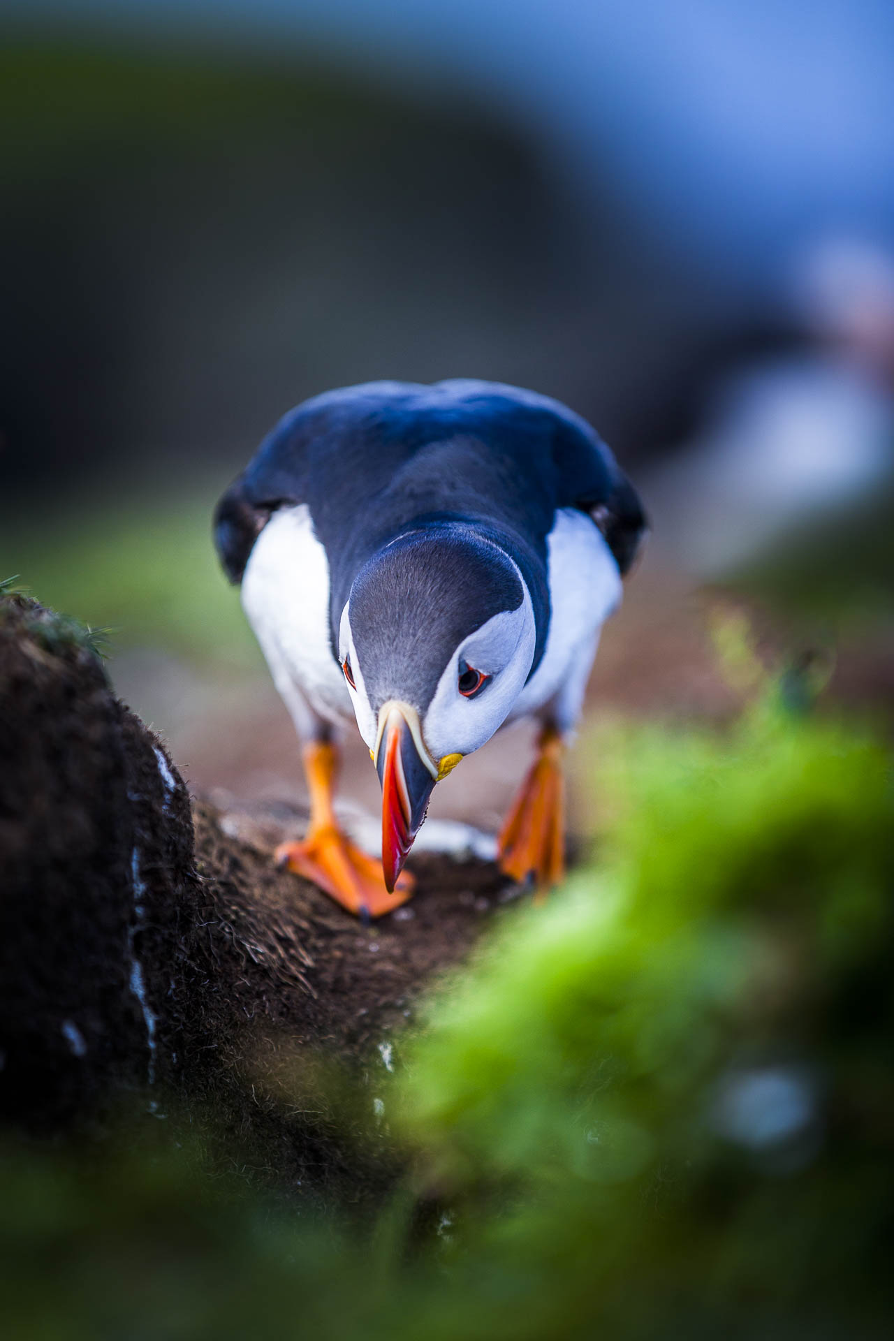 ecosse_ile_de_lunga©stephaneleroy-2.jpg