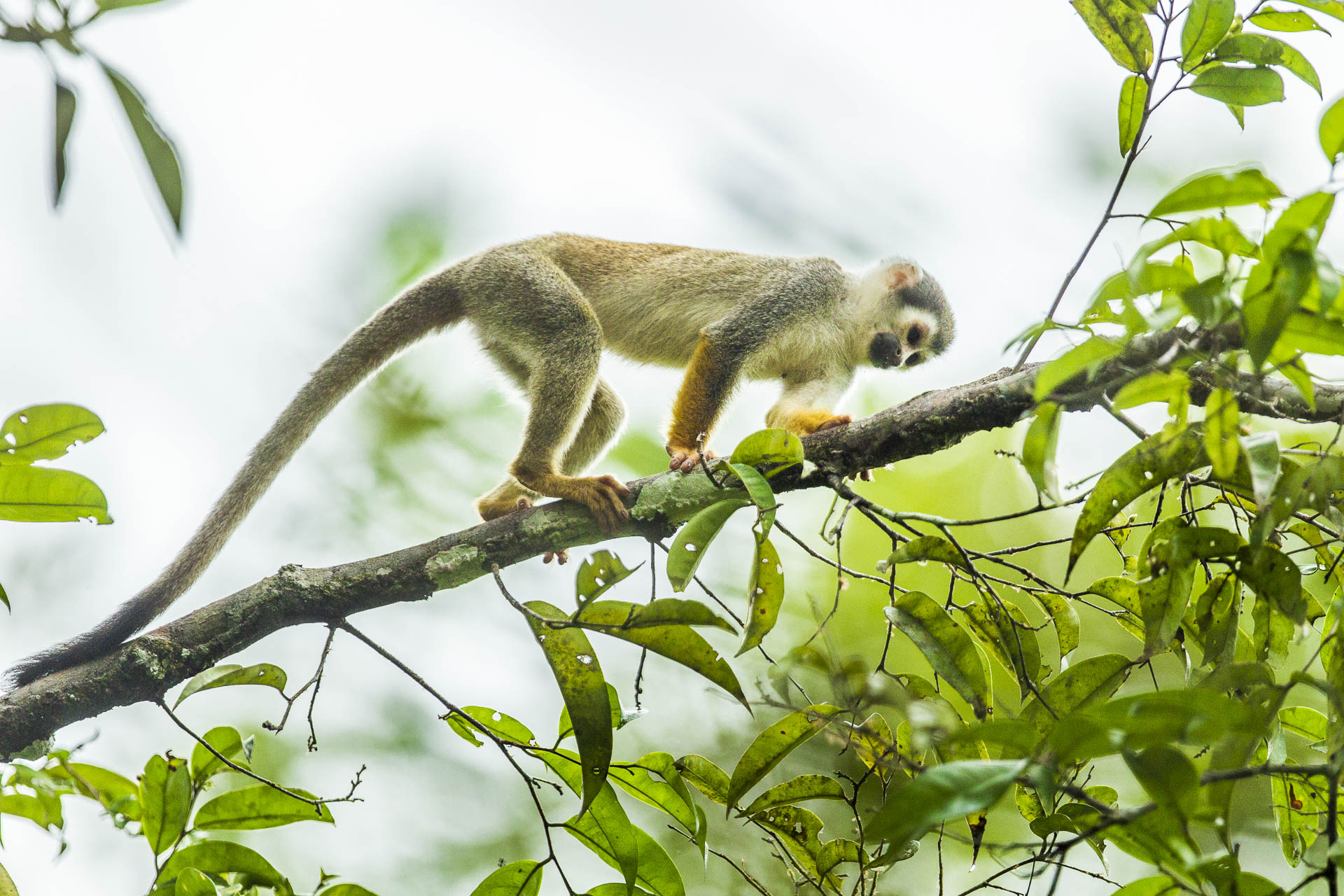 equateur©stephaneleroy-6.jpg