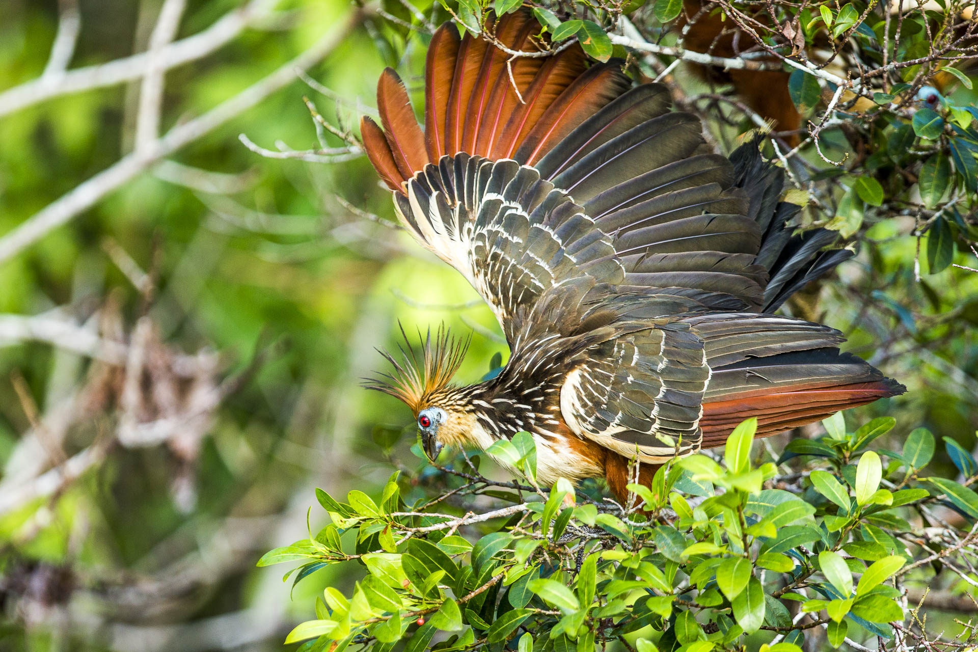 equateur©stephaneleroy-5.jpg