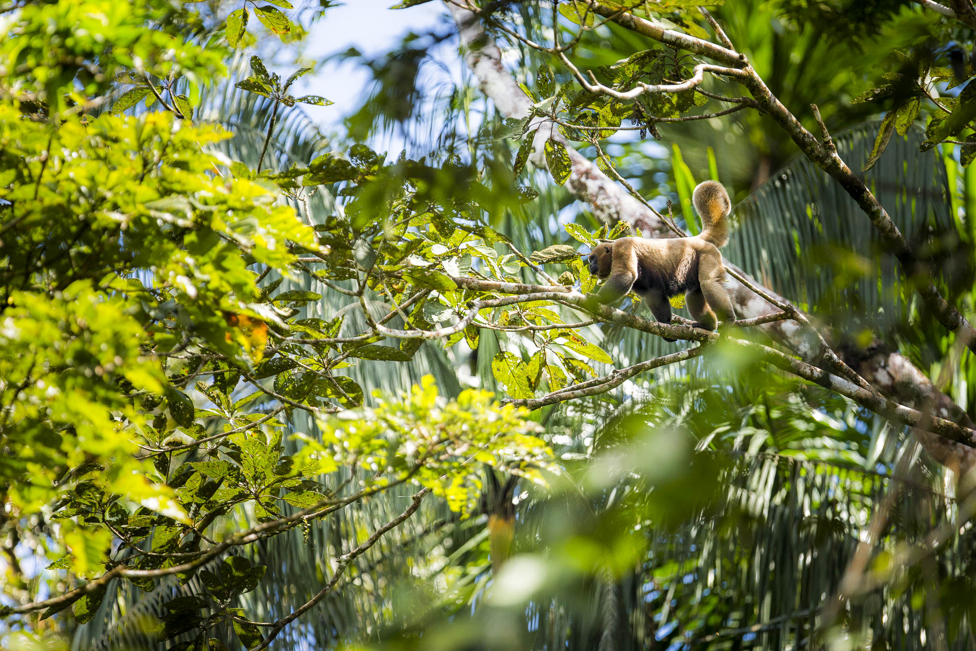 equateur©stephaneleroy-1.jpg