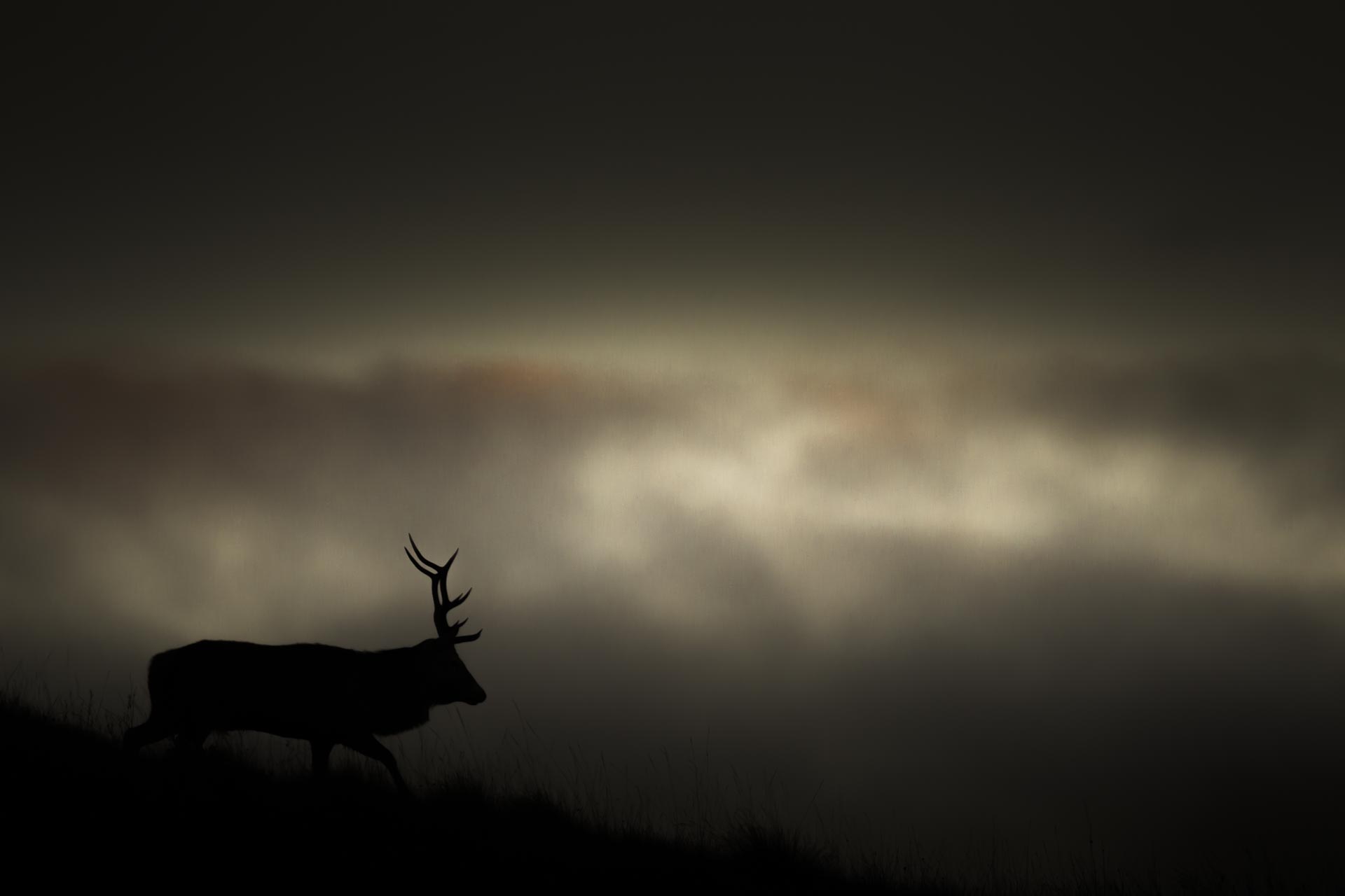 Brame du cerf - Ecosse