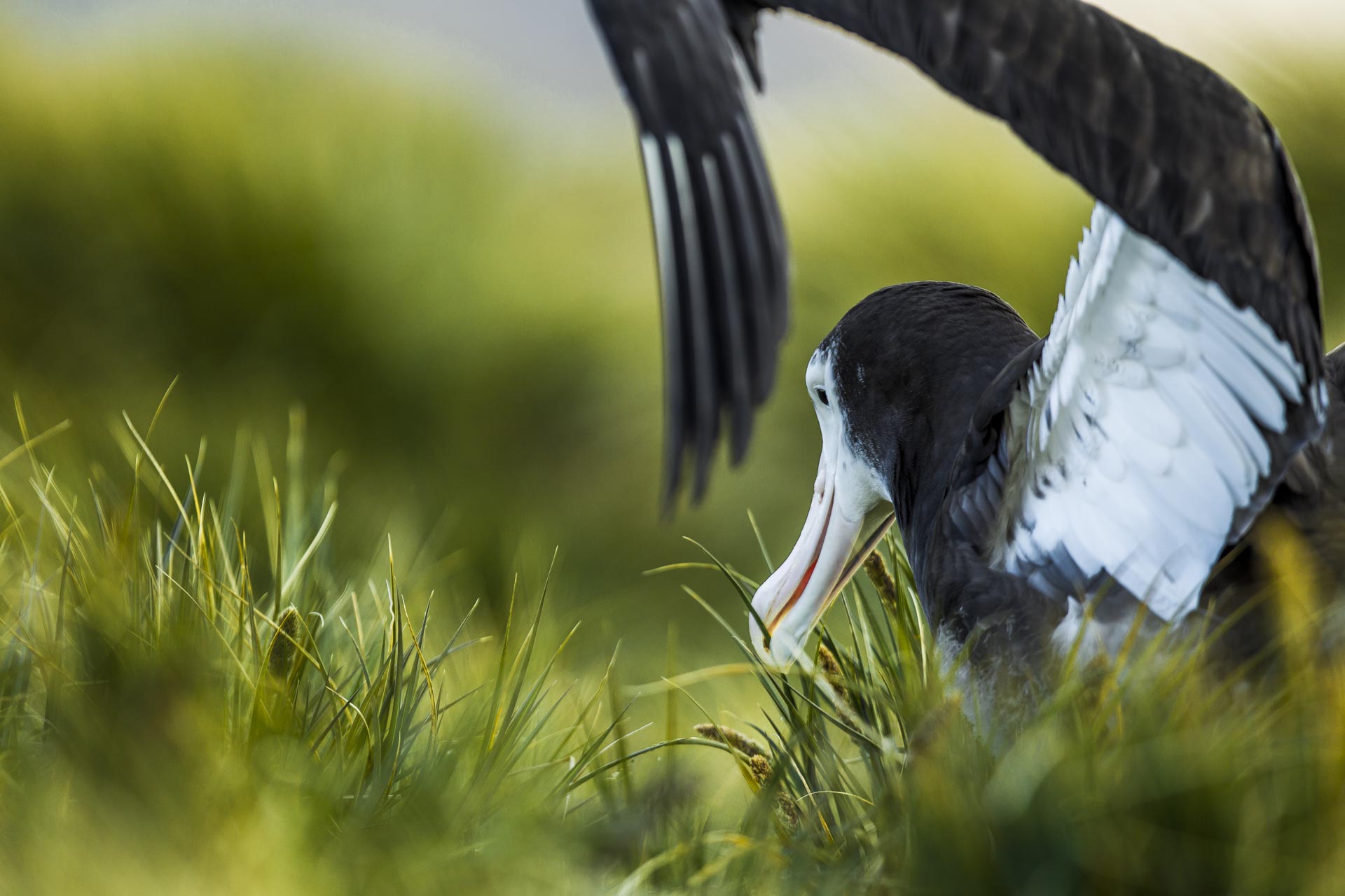 Albatros hurleur - Ile de la géorgie du sud