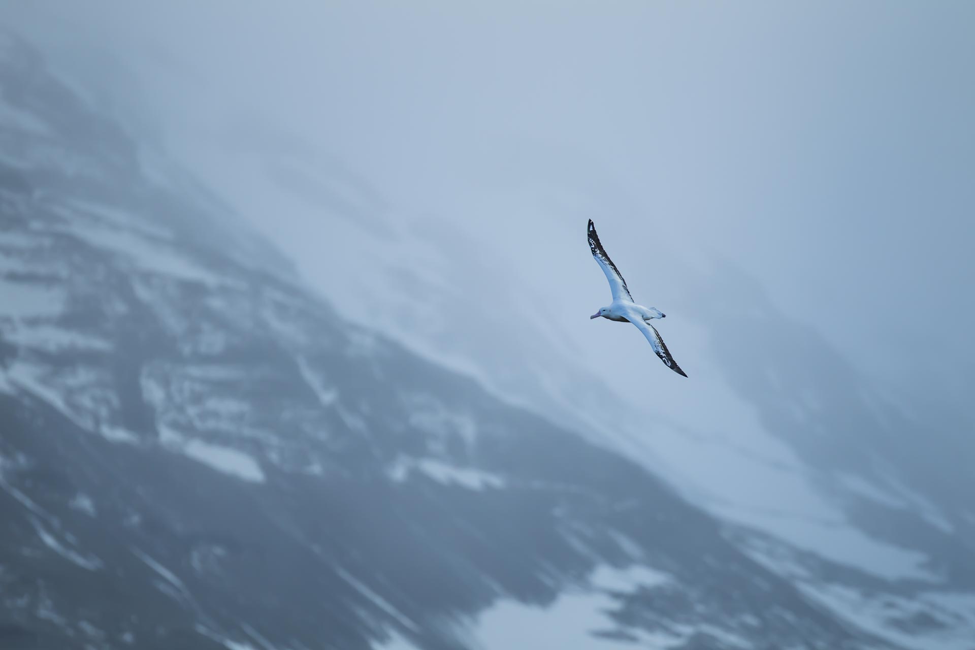 Albatros hurleur - Ile de la géorgie du sud