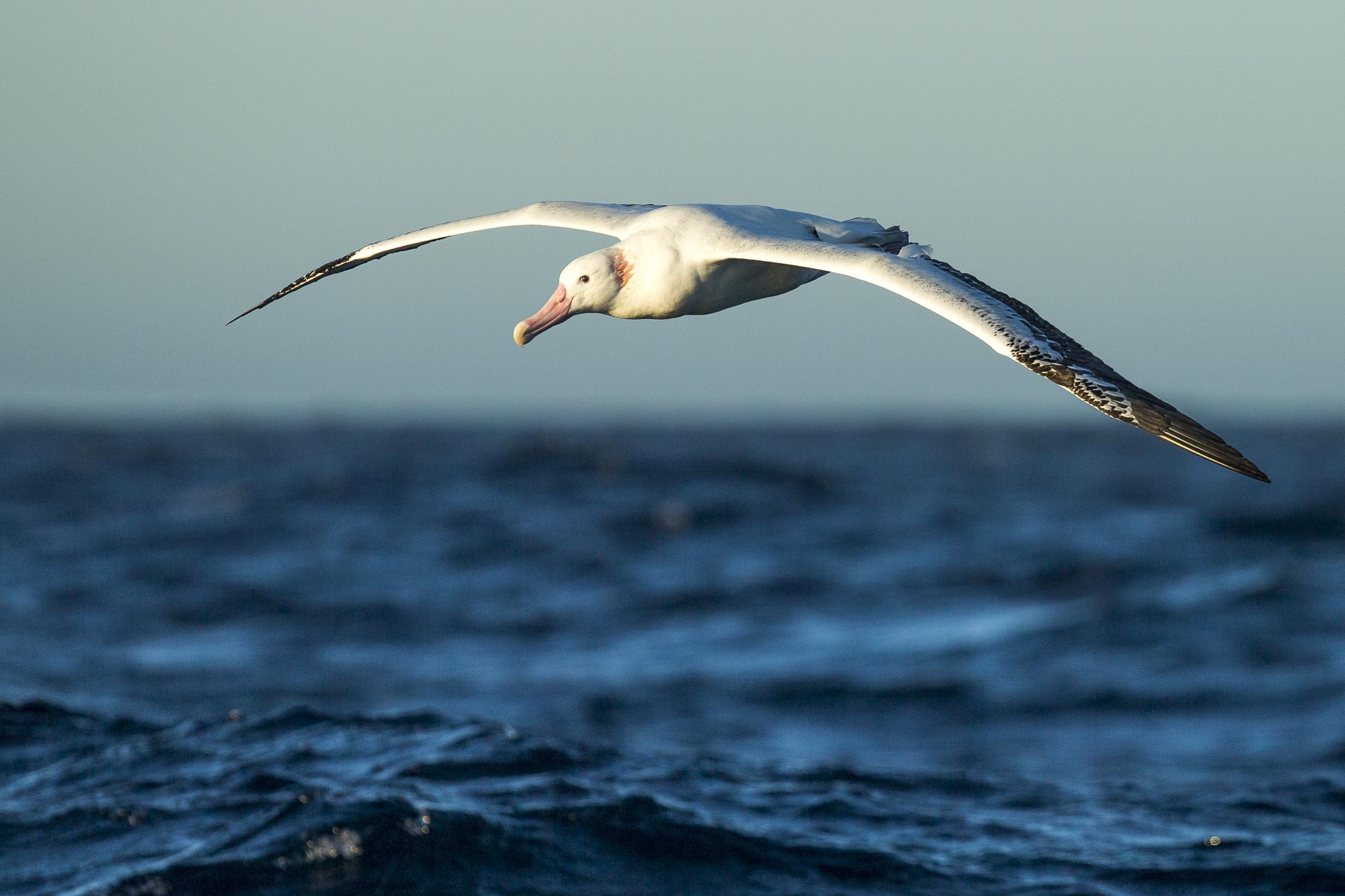 Albatros hurleur - Ile de la géorgie du sud