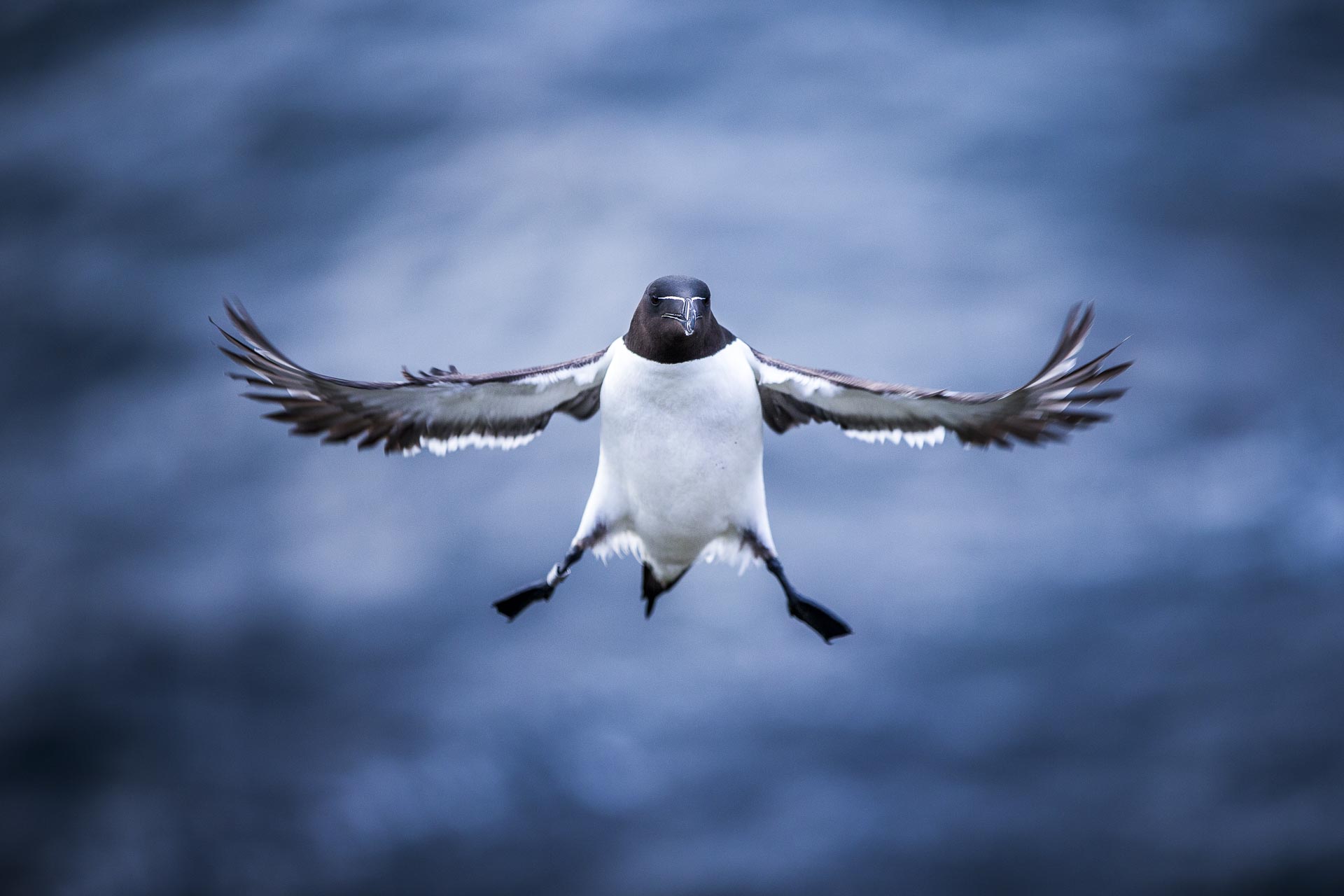 Pingouin torda - Ecosse, oiseaux de mer