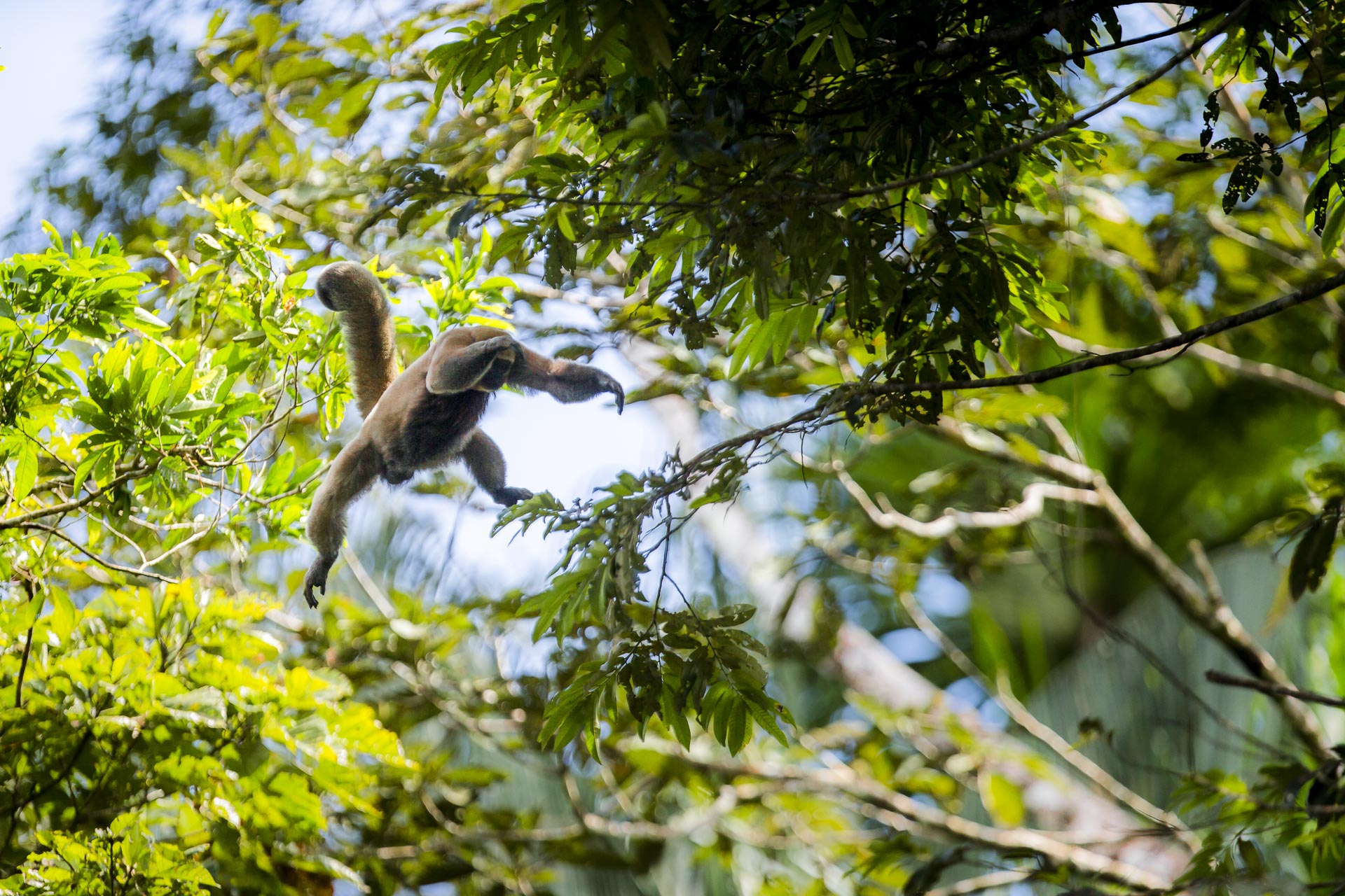 Singe laineux - Lagothrix - Amazonie - Equateur