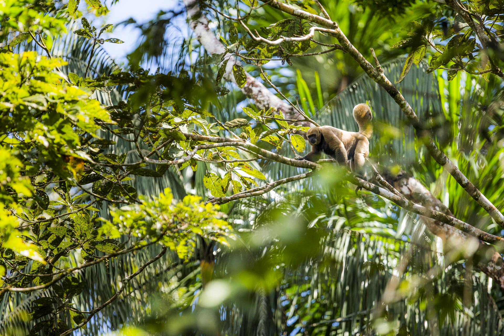 Singe laineux - Lagothrix - Amazonie - Equateur