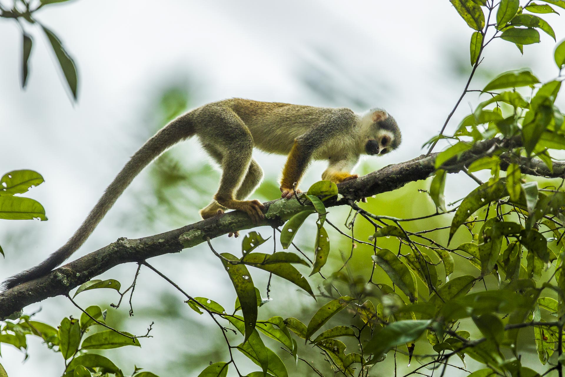 Singe écureuil - Amazonie Equateur