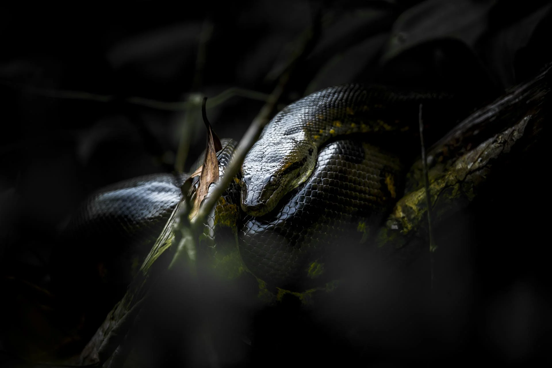 Anaconda - Amazonie Equateur