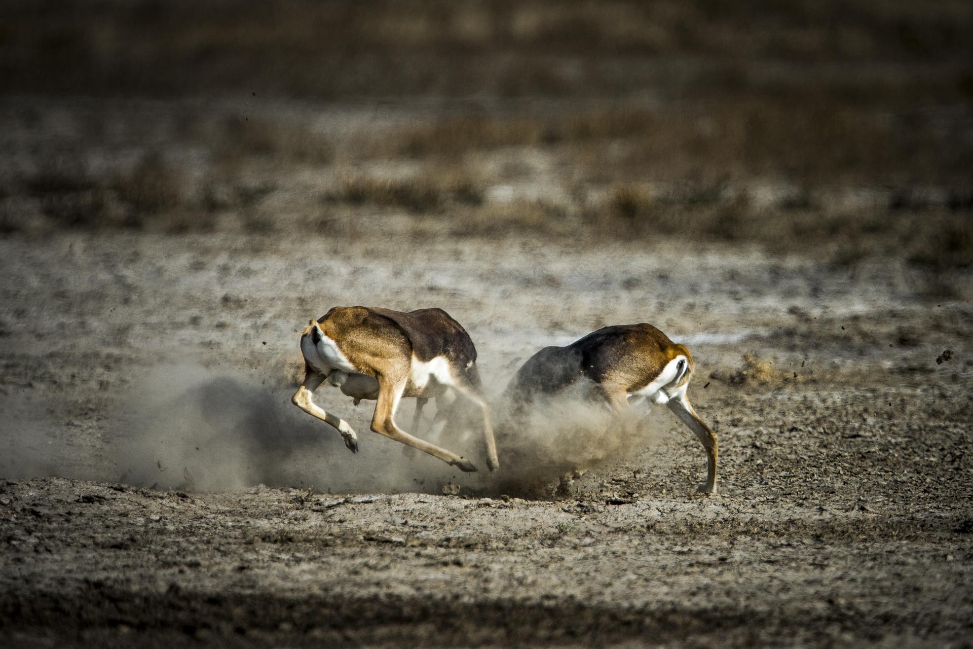 Antilope cervicapre - Inde