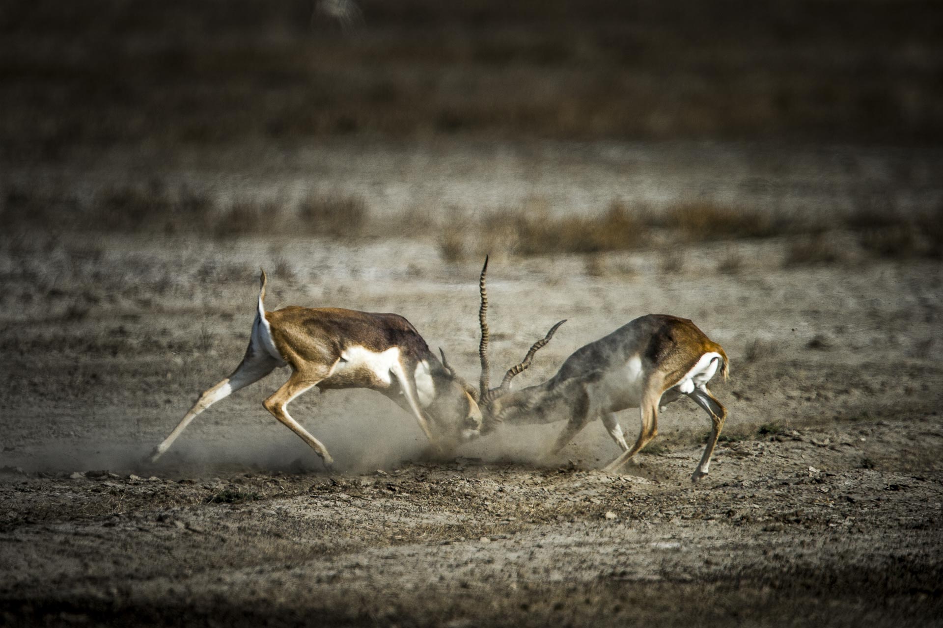 Antilope cervicapre - Inde