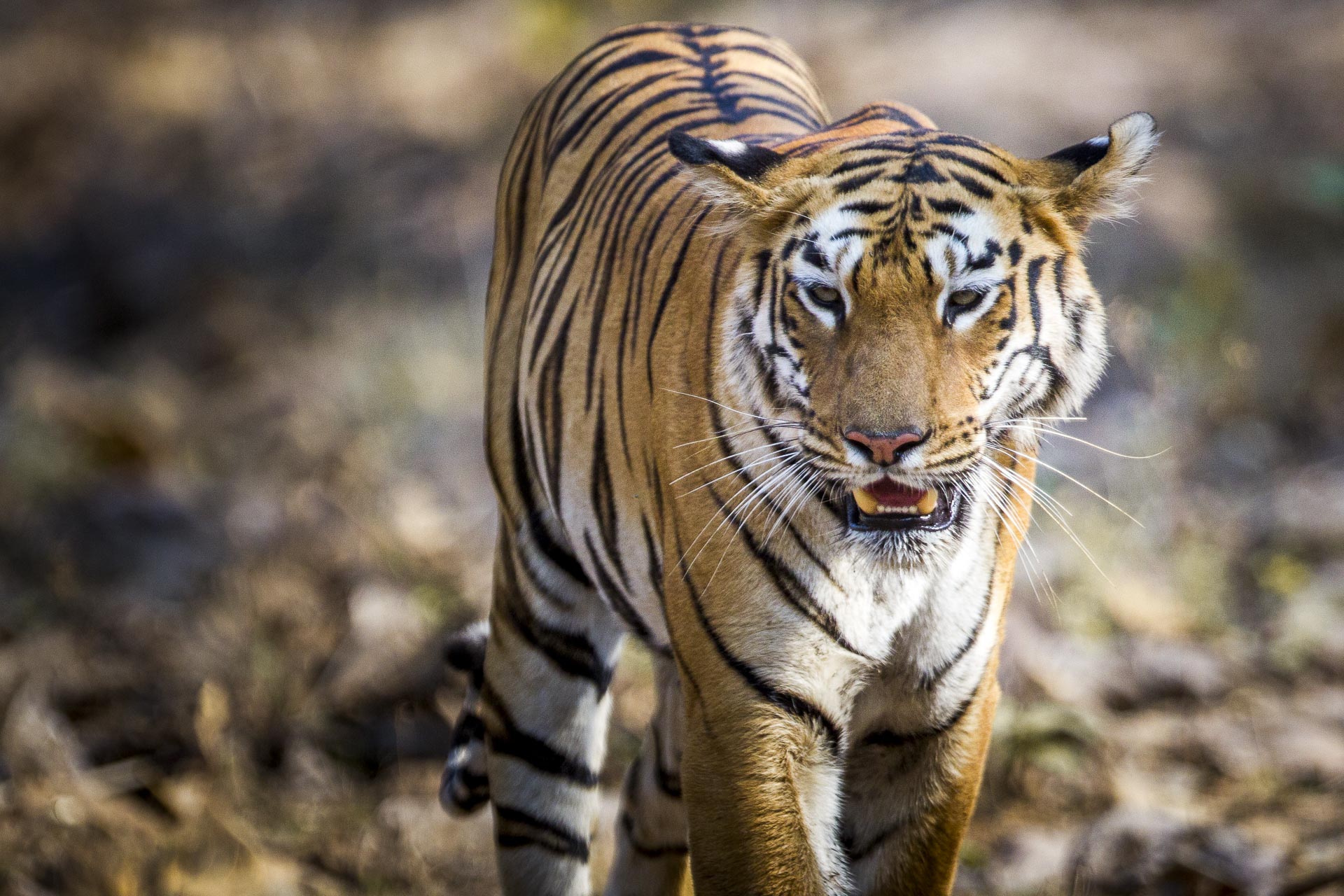 Tigre du bengale - Inde