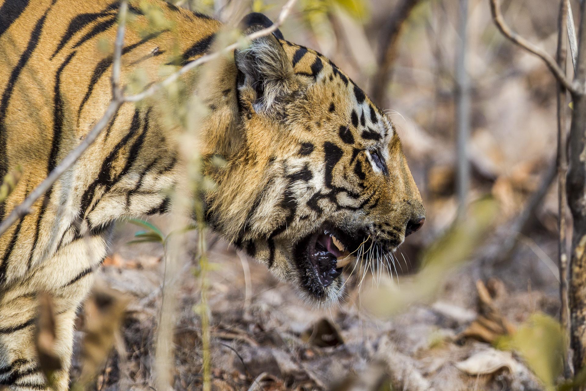 Tigre du bengale - Inde