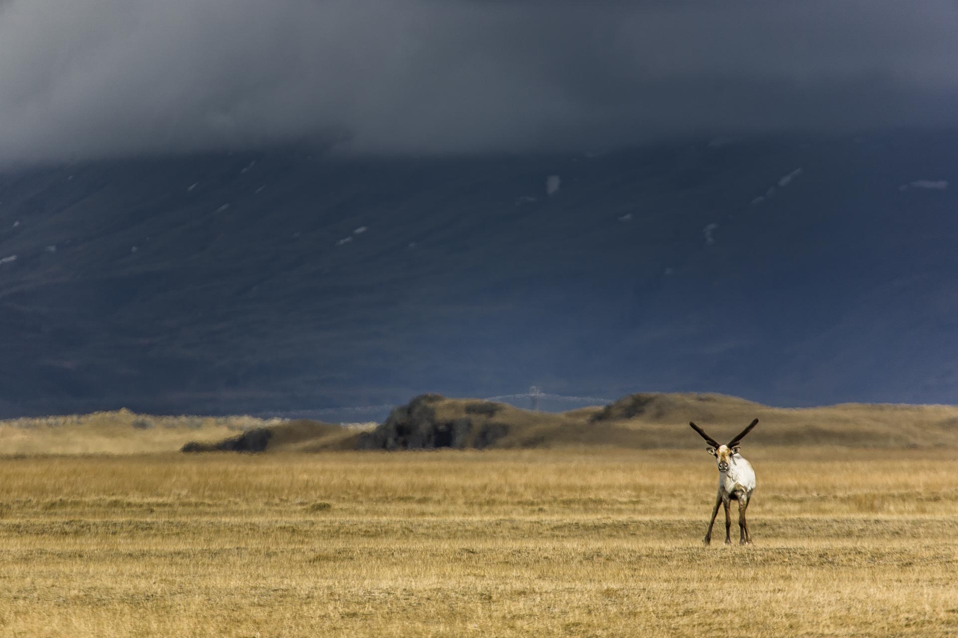 Renne - Islande