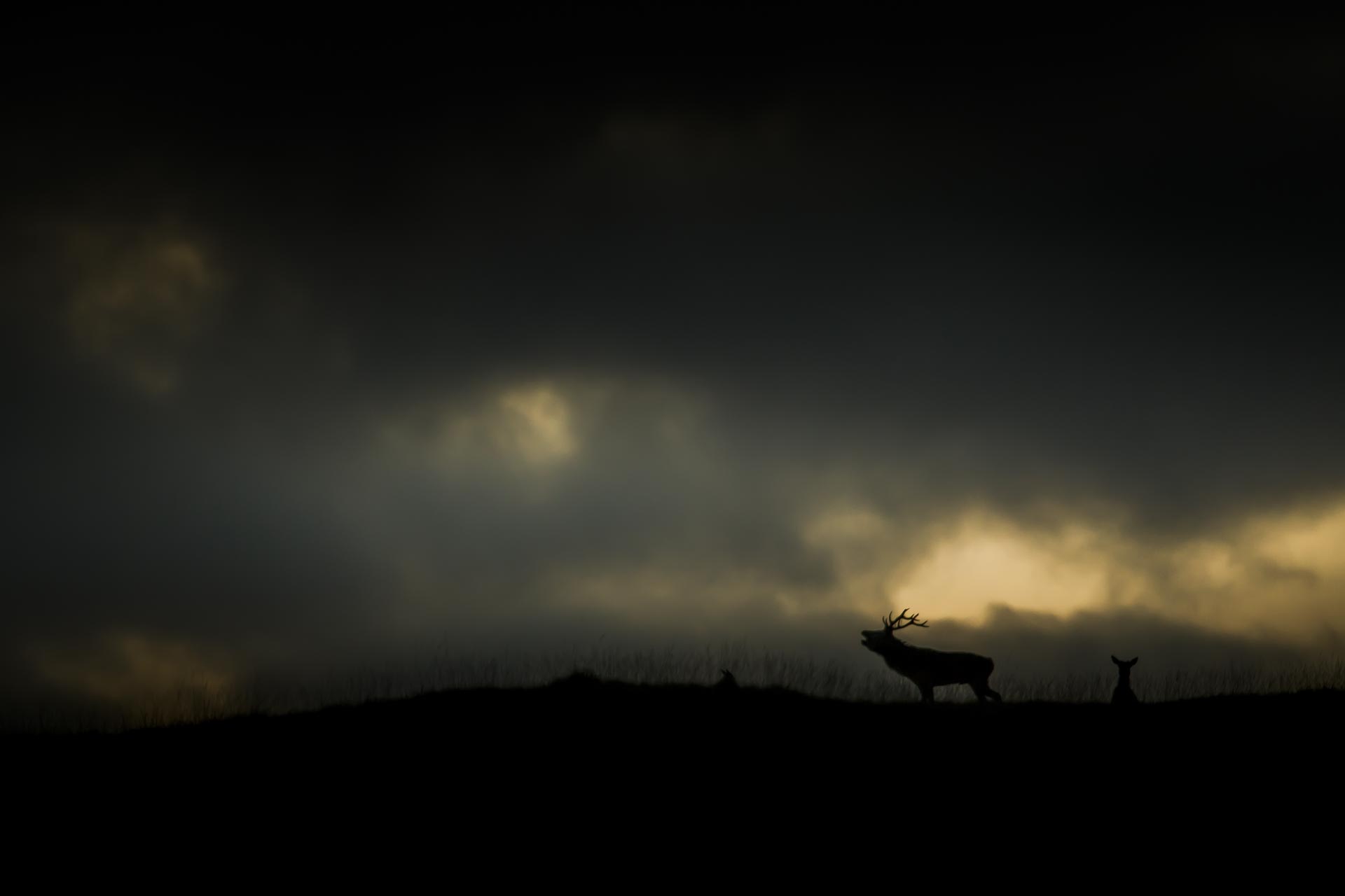 Brame du cerf - Ecosse