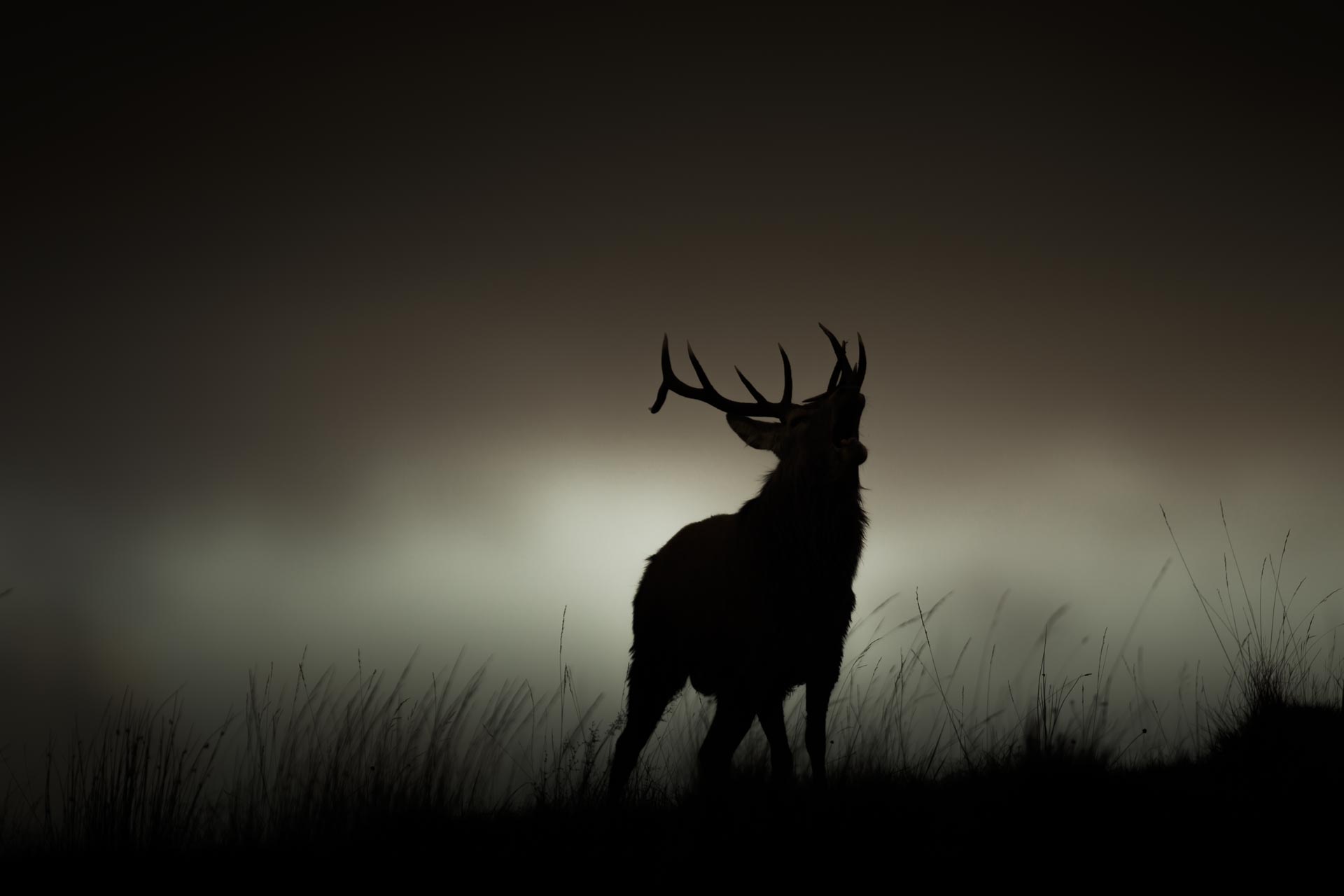 brame-du-cerf-ecosse©stephaneleroy-photographe-_80P9932.jpg