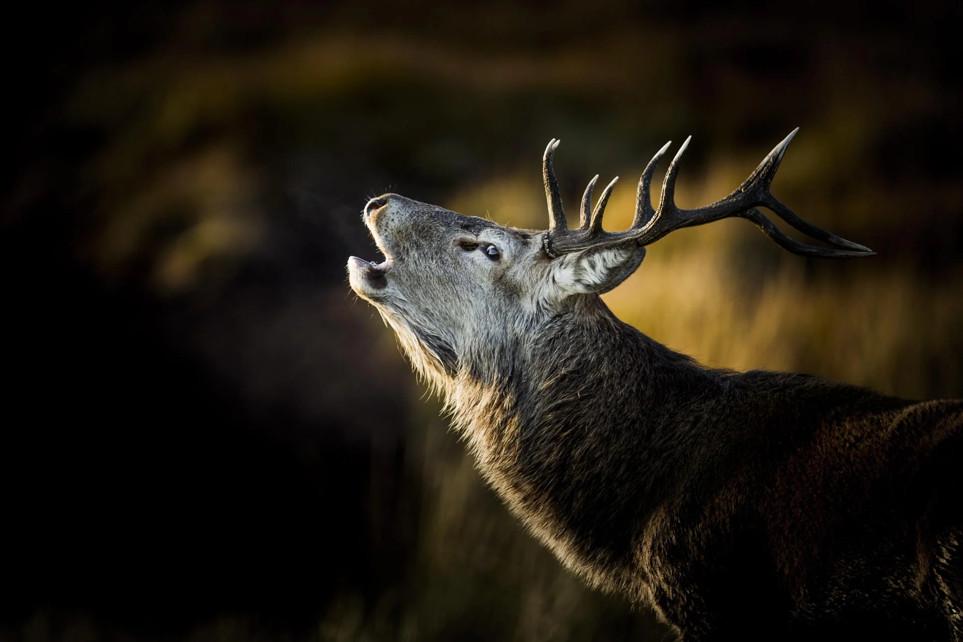 Brame du cerf - Ecosse