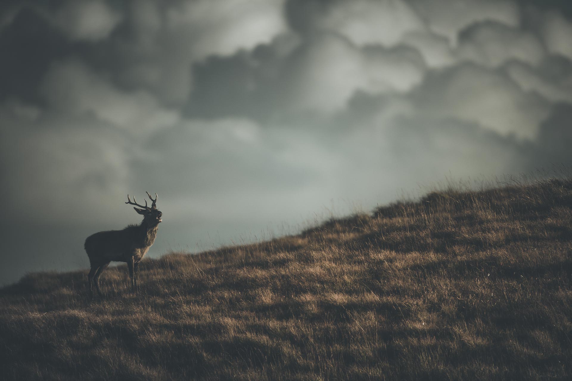 Brame du cerf Ile de Jura