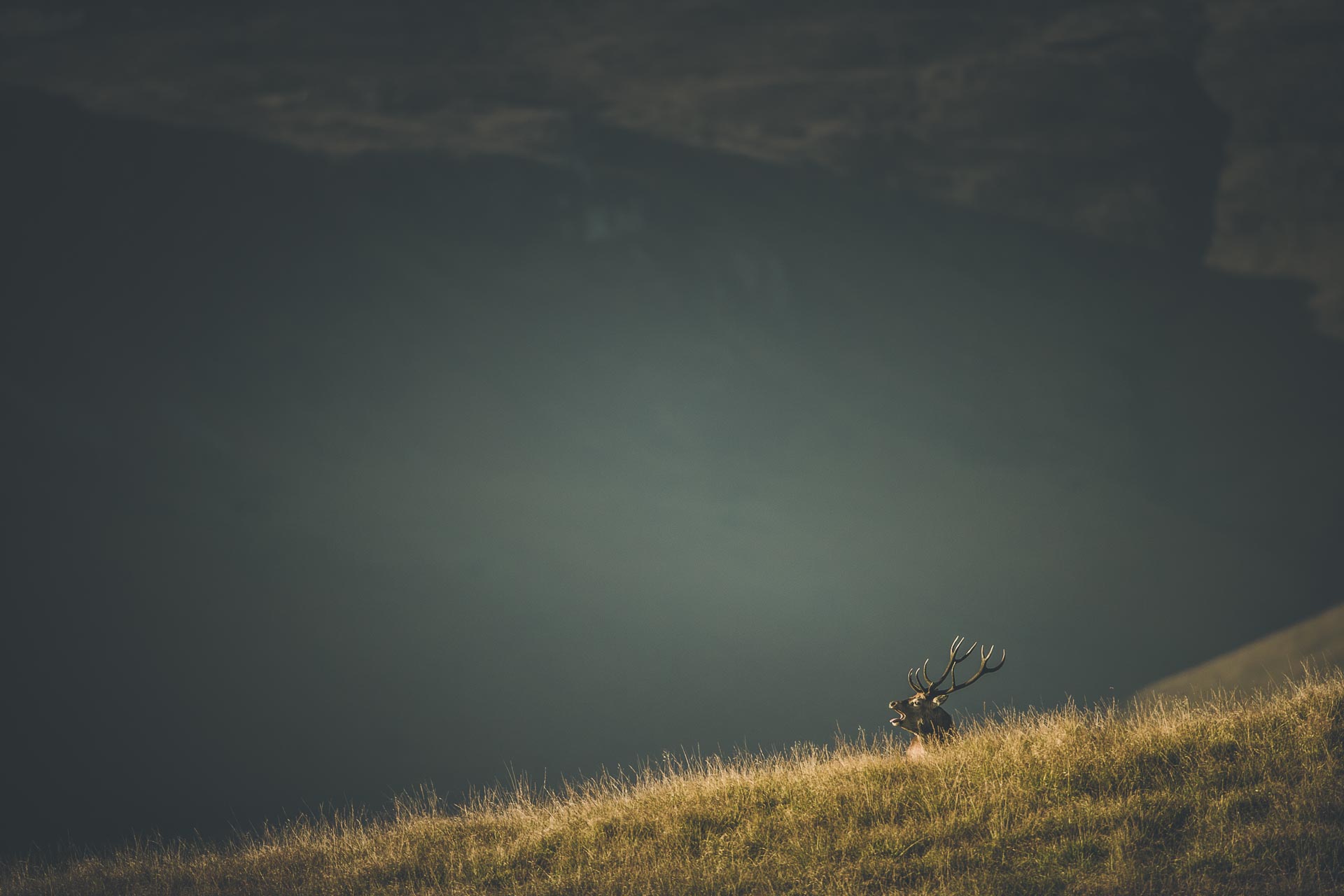 Brame du cerf Ile de Jura