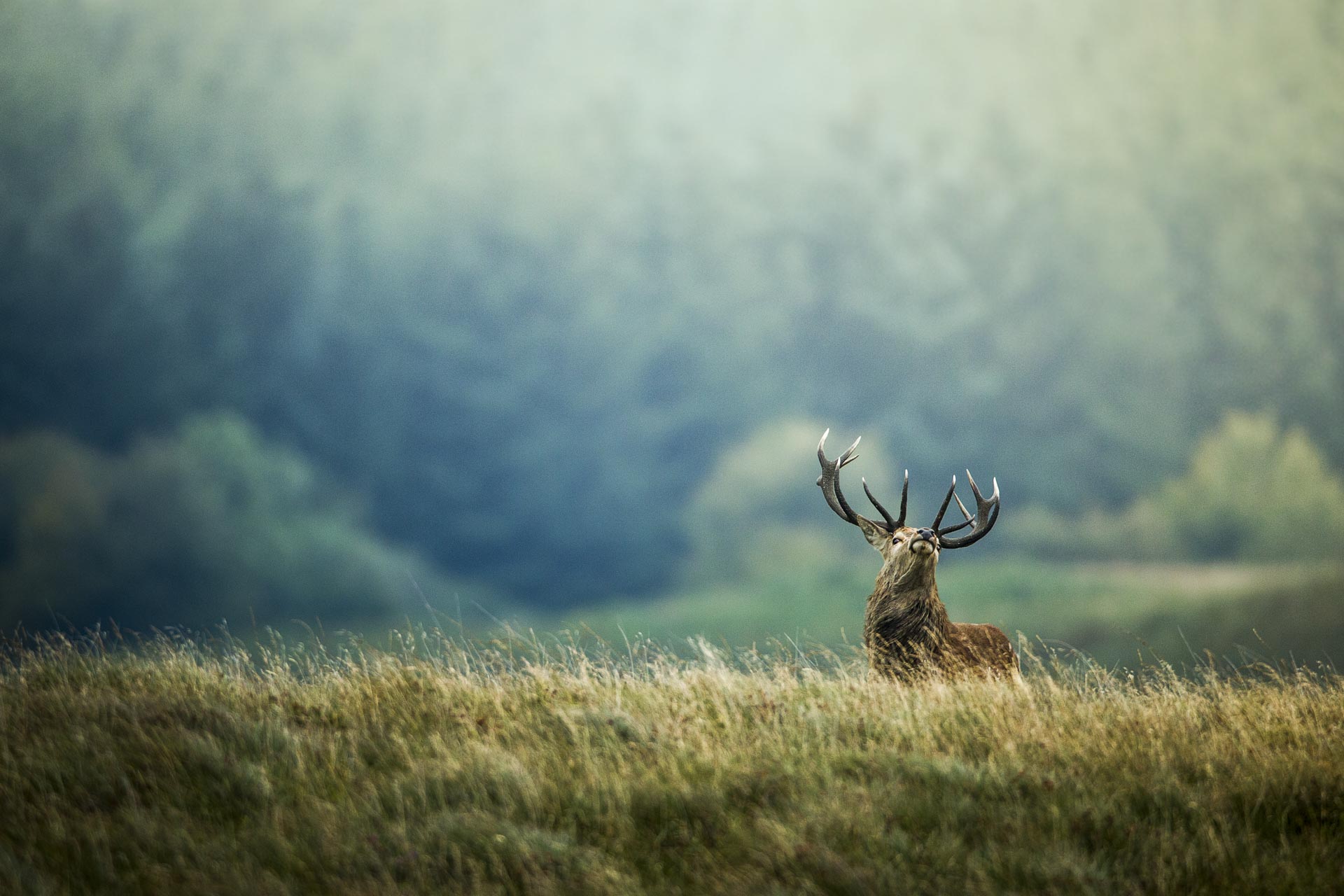 Brame du cerf Ile de Jura