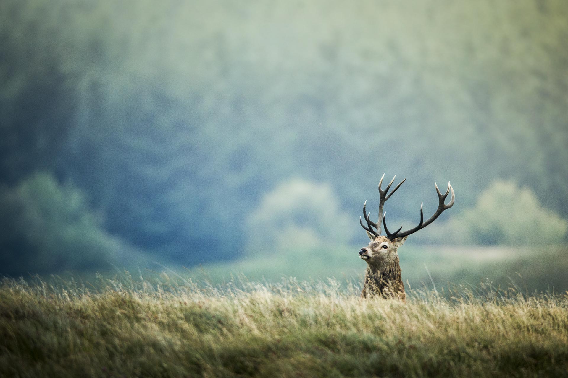 Brame du cerf Ile de Jura