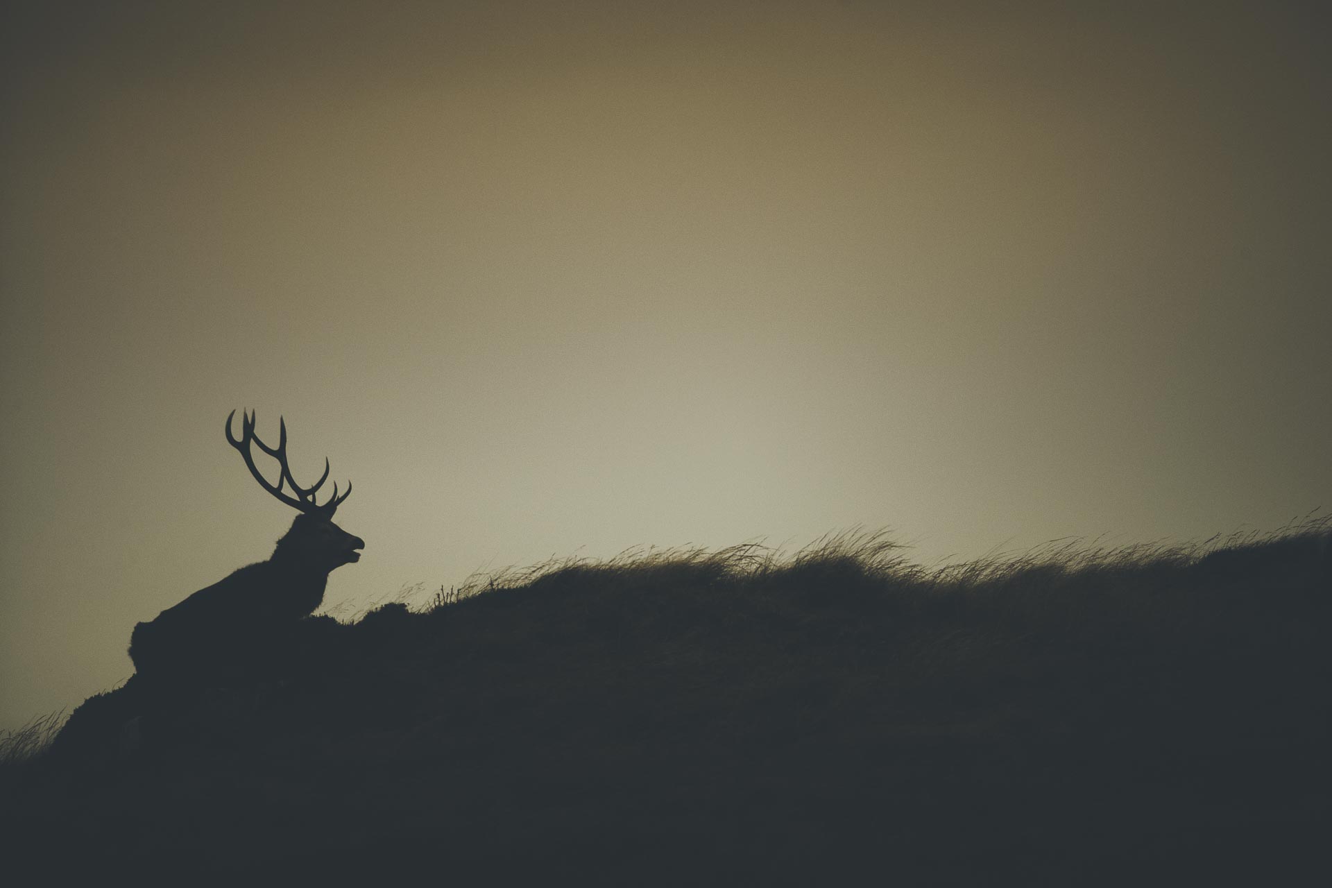 Brame du cerf Ile de Jura