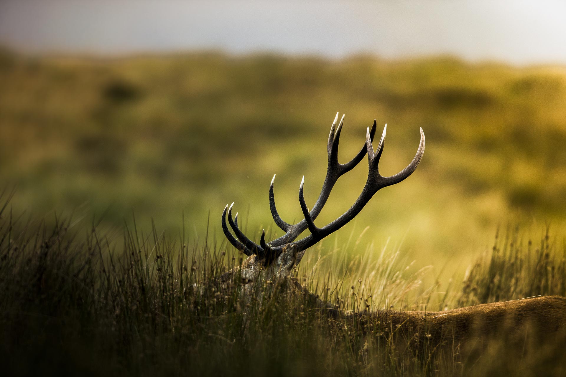 Brame du cerf Ile de Jura