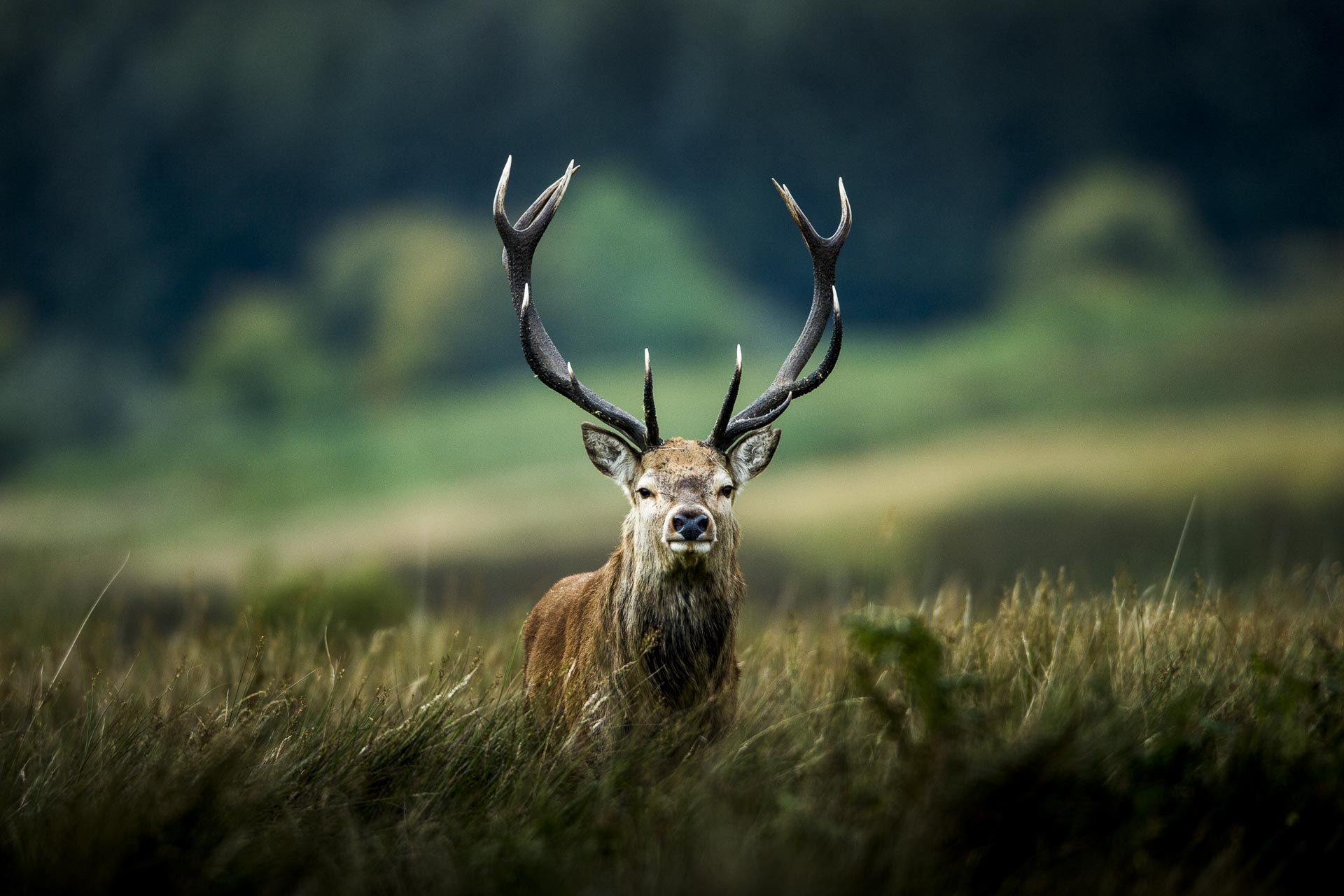 Brame du cerf Ile de Jura