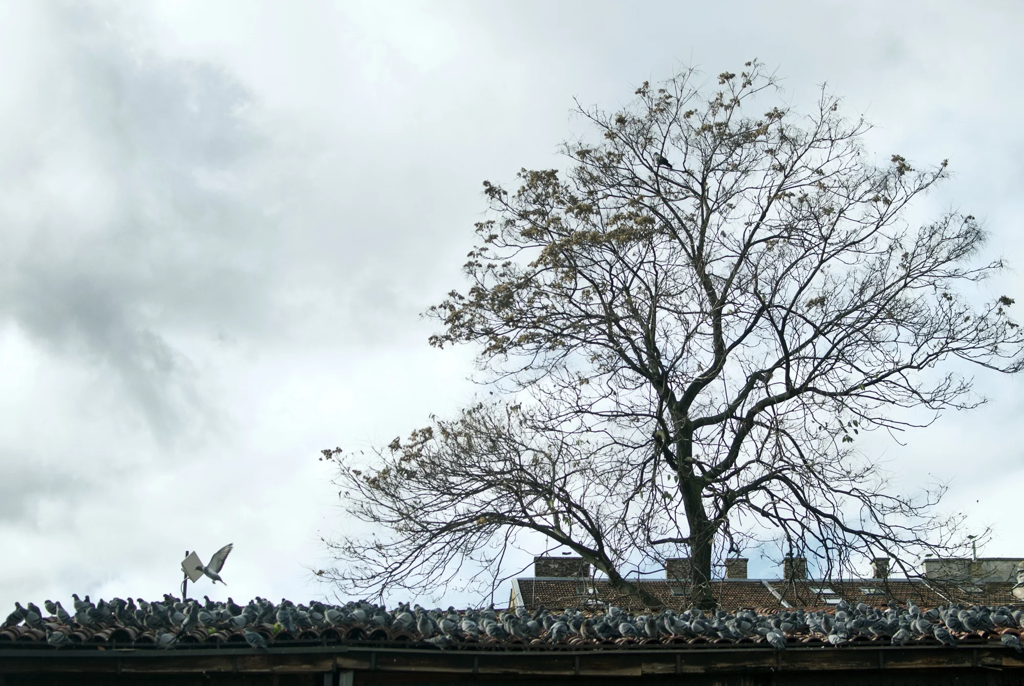 Pigeon Army, Sarajevo 2014