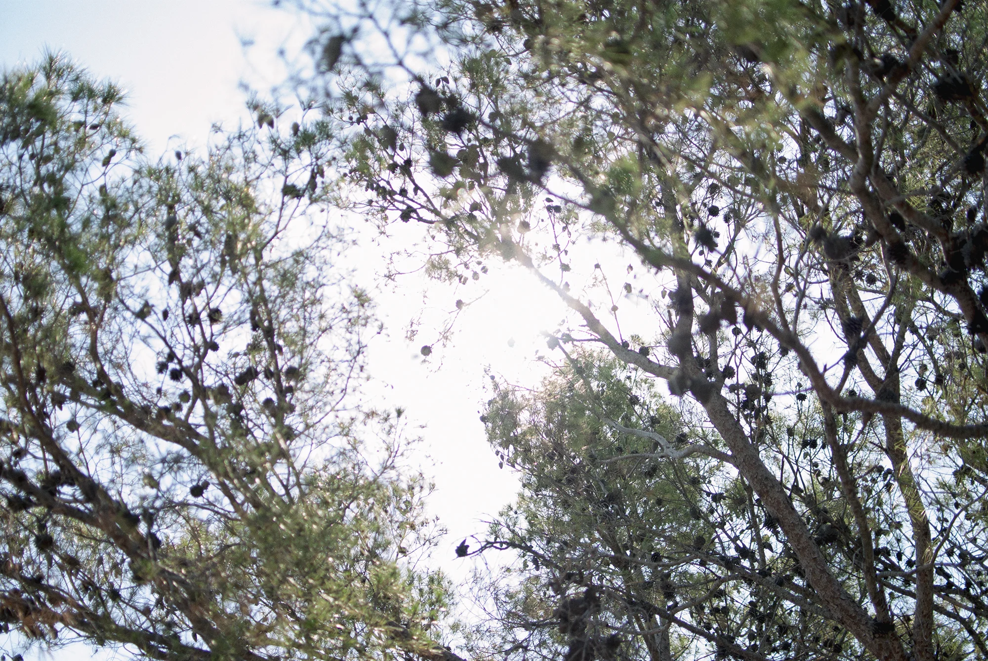 Nature Trees - July 2015