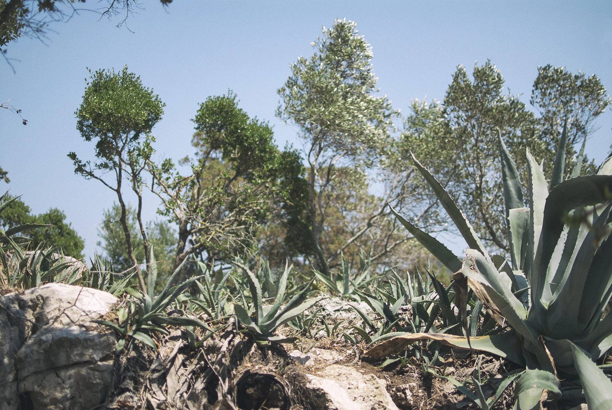 Cactusy Nature - July 2015