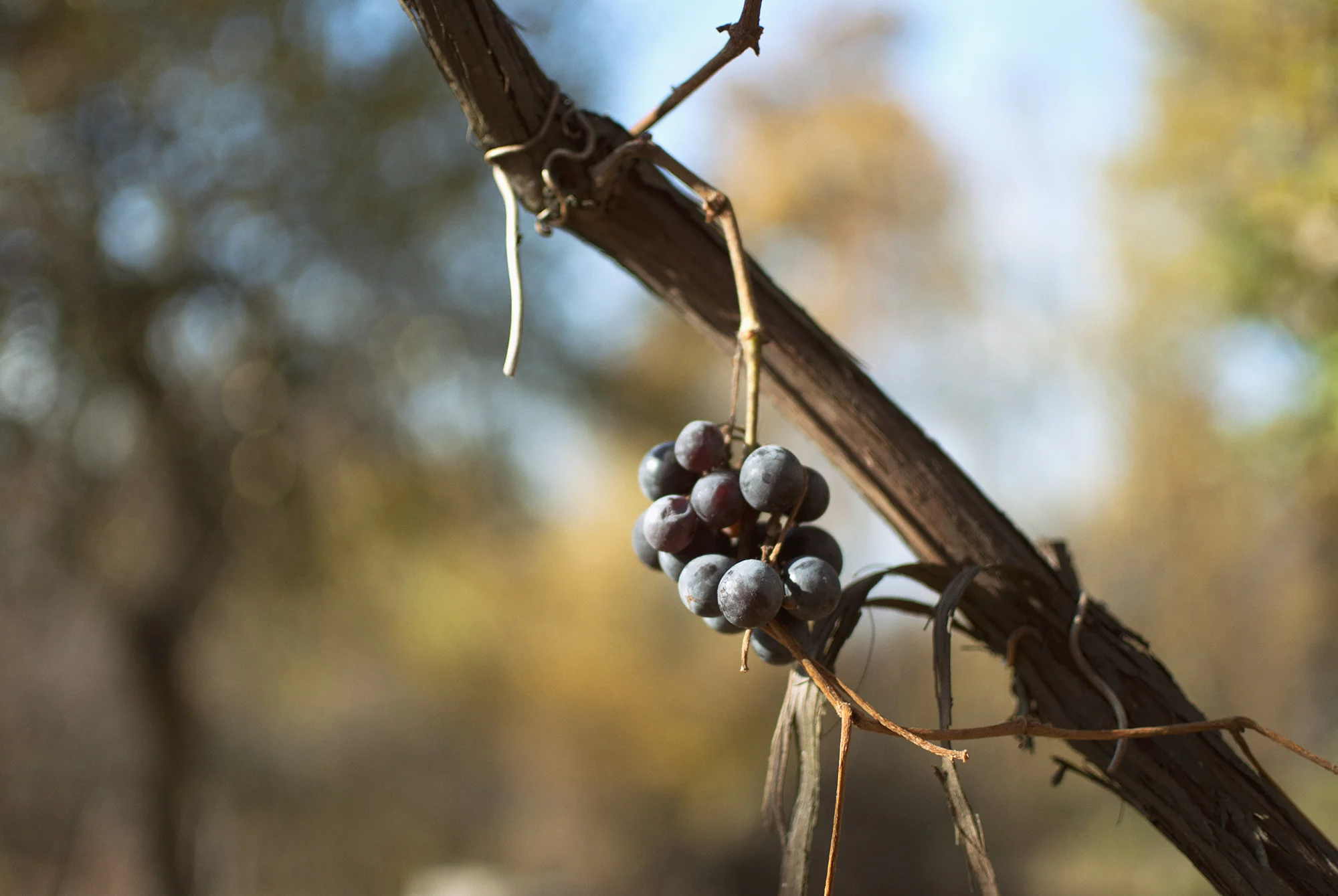 Grapes Found - November 2015