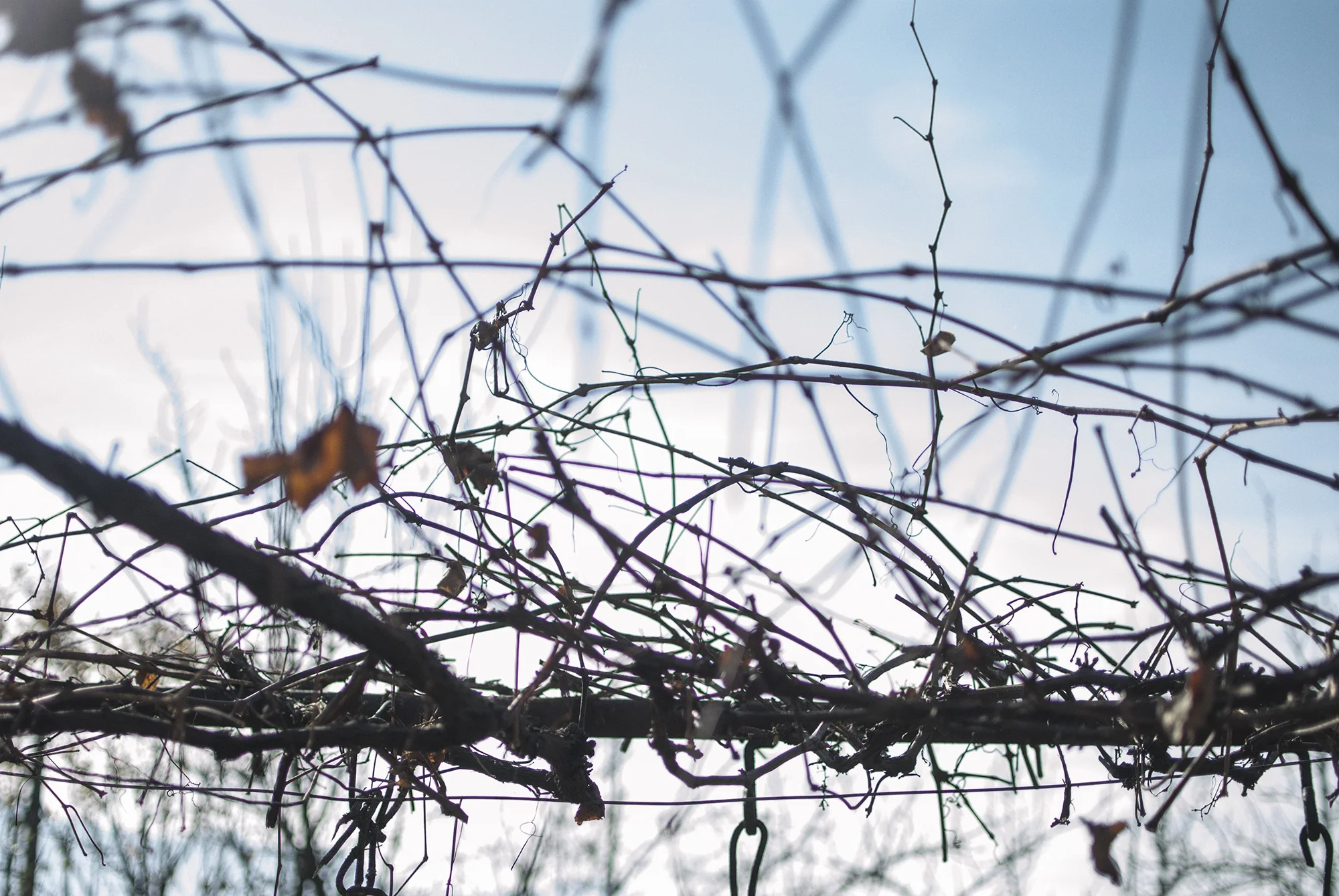 Grape Skeleton - November 2015