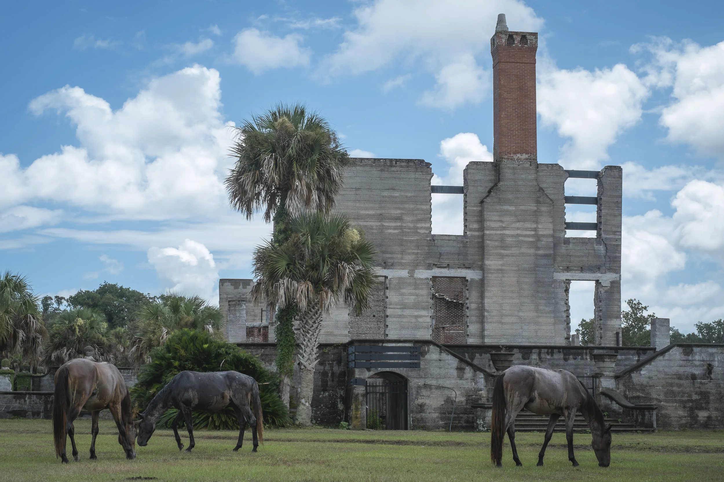 Cumberland Island, GA