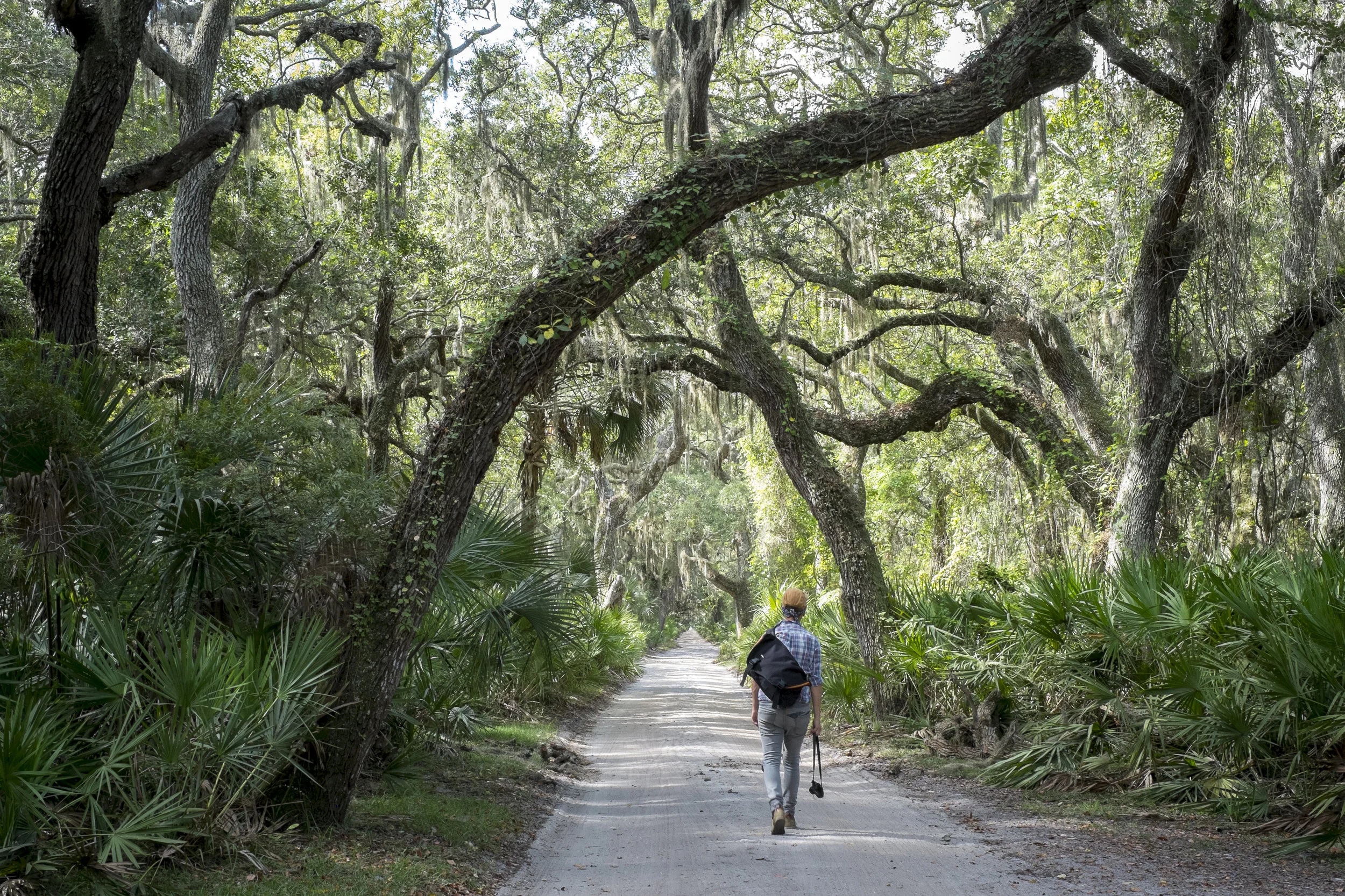 Cumberland Island, GA