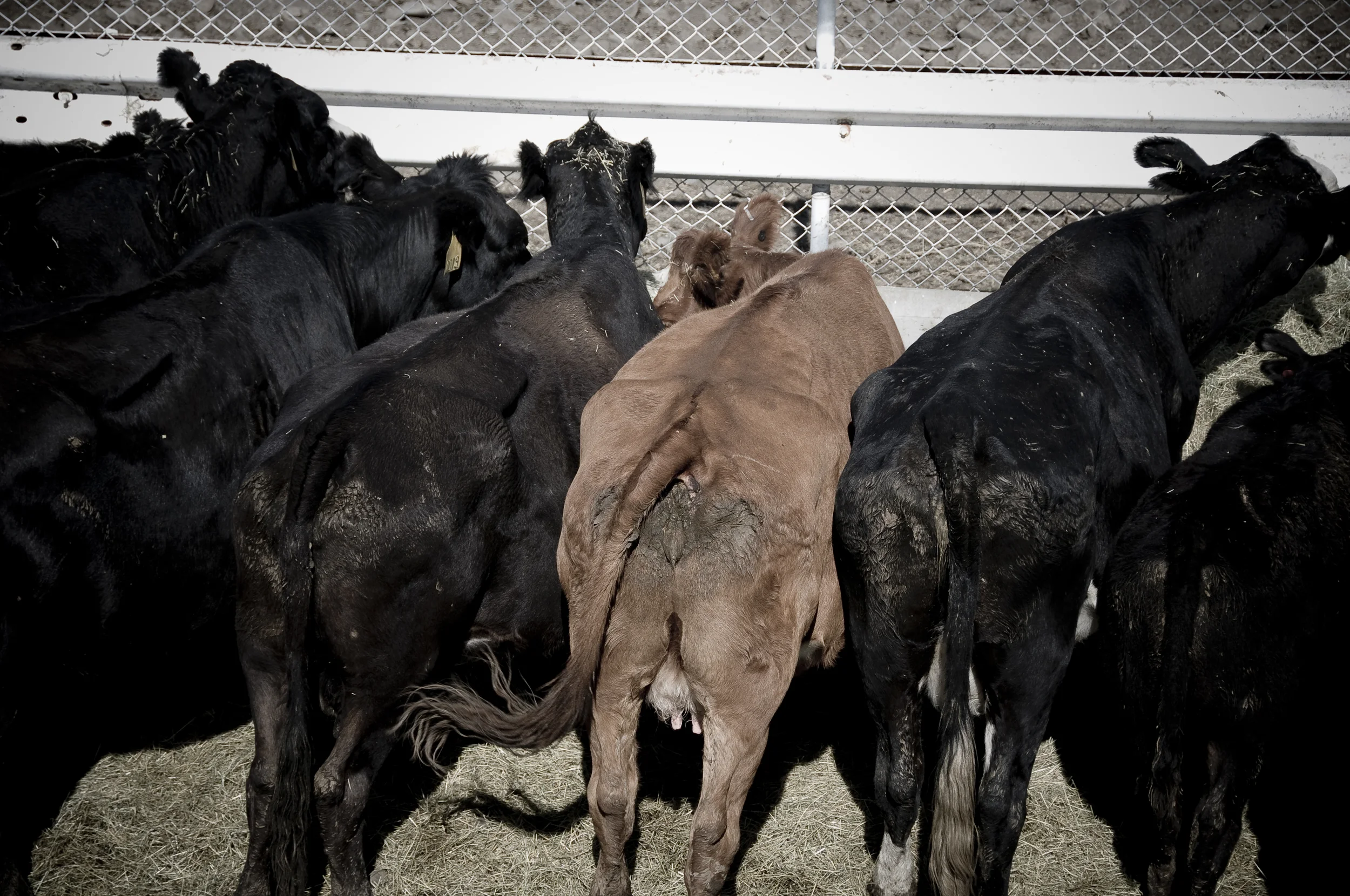 Pendleton Round-Up 2009_3949956480_o.jpg