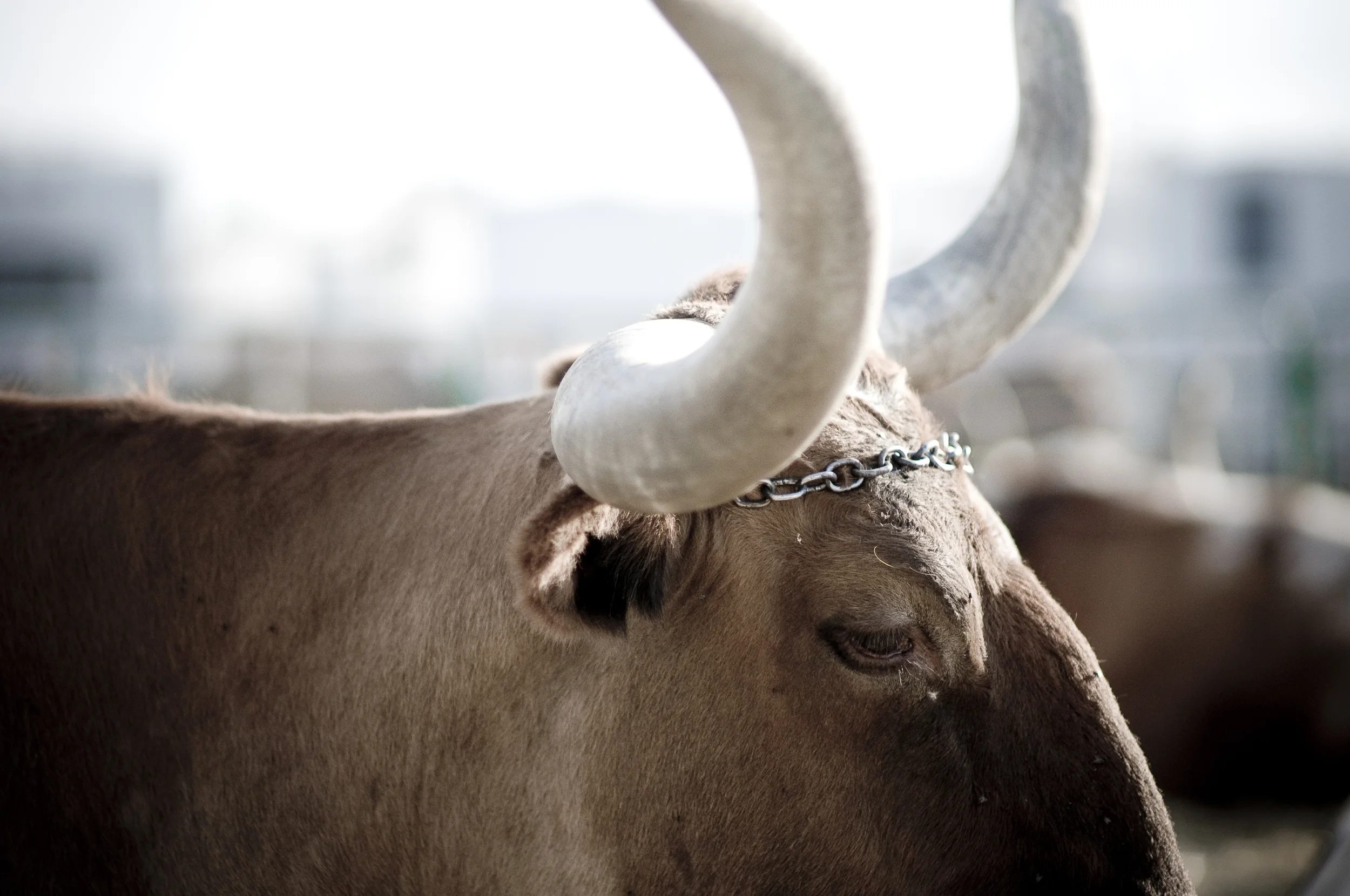 Pendleton Round-Up 2009_3951691635_o.jpg