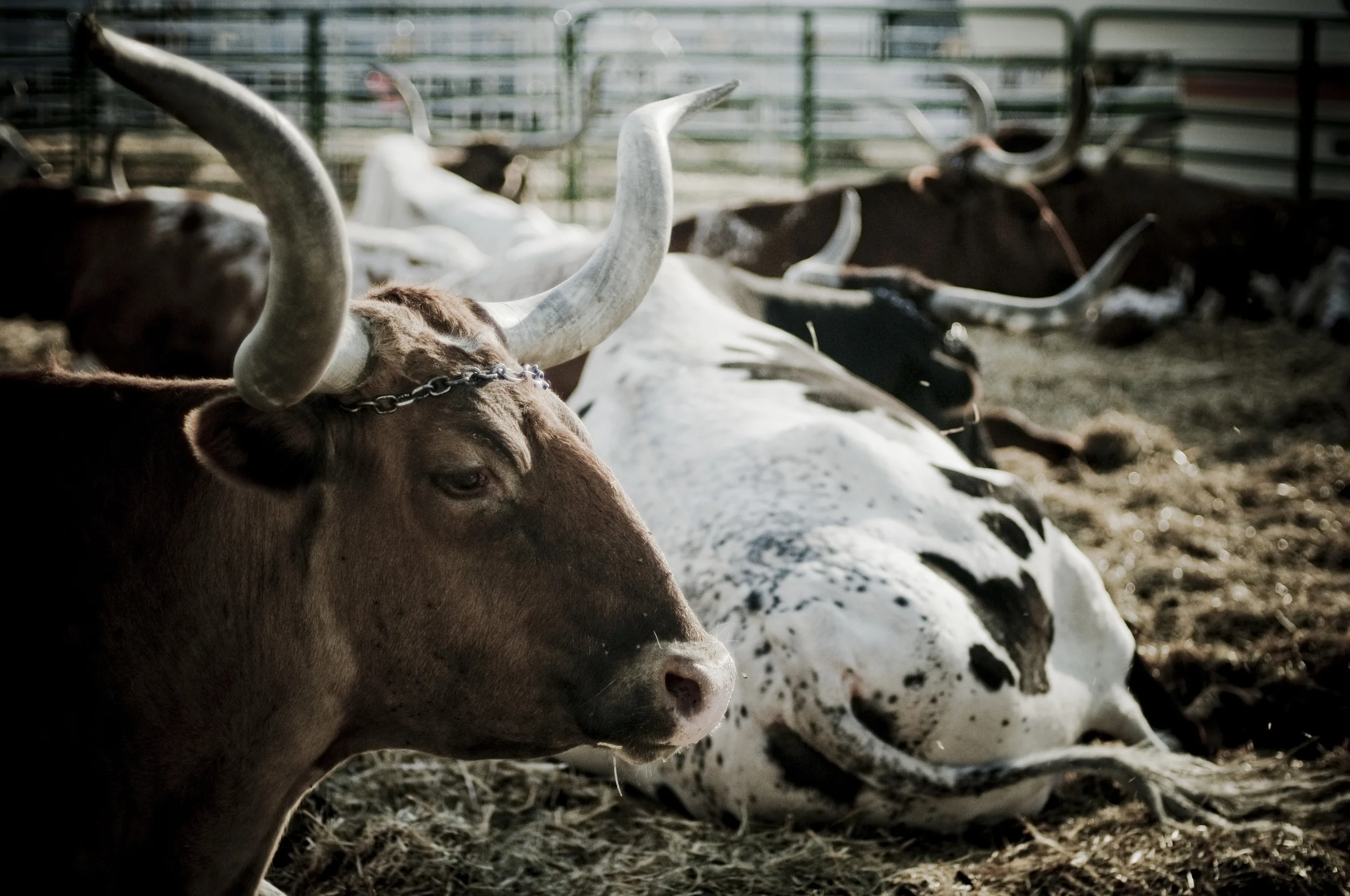 Pendleton Round-Up 2009_3952468484_o.jpg