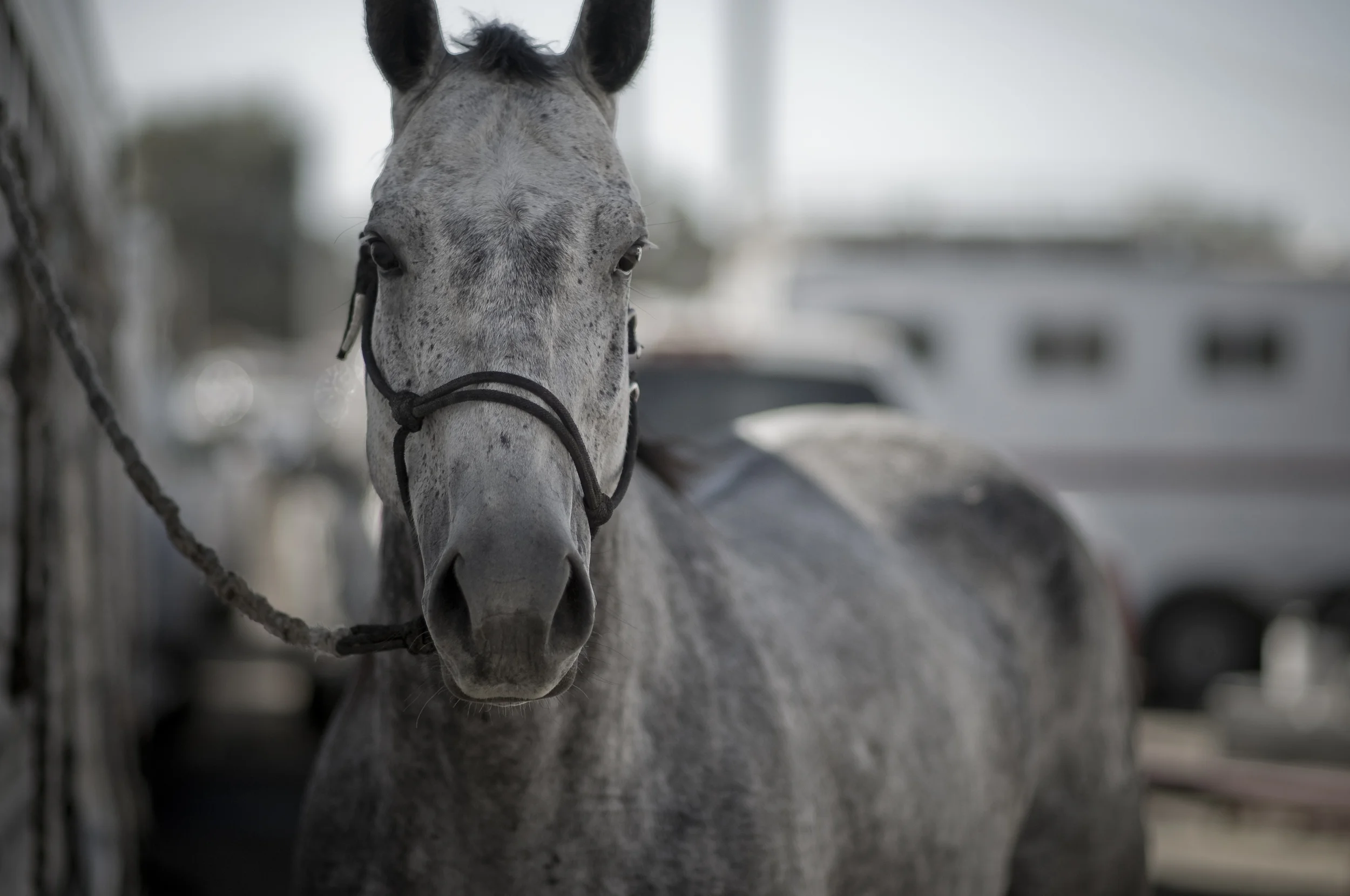 Pendleton Round-Up 2009_3962333867_o.jpg