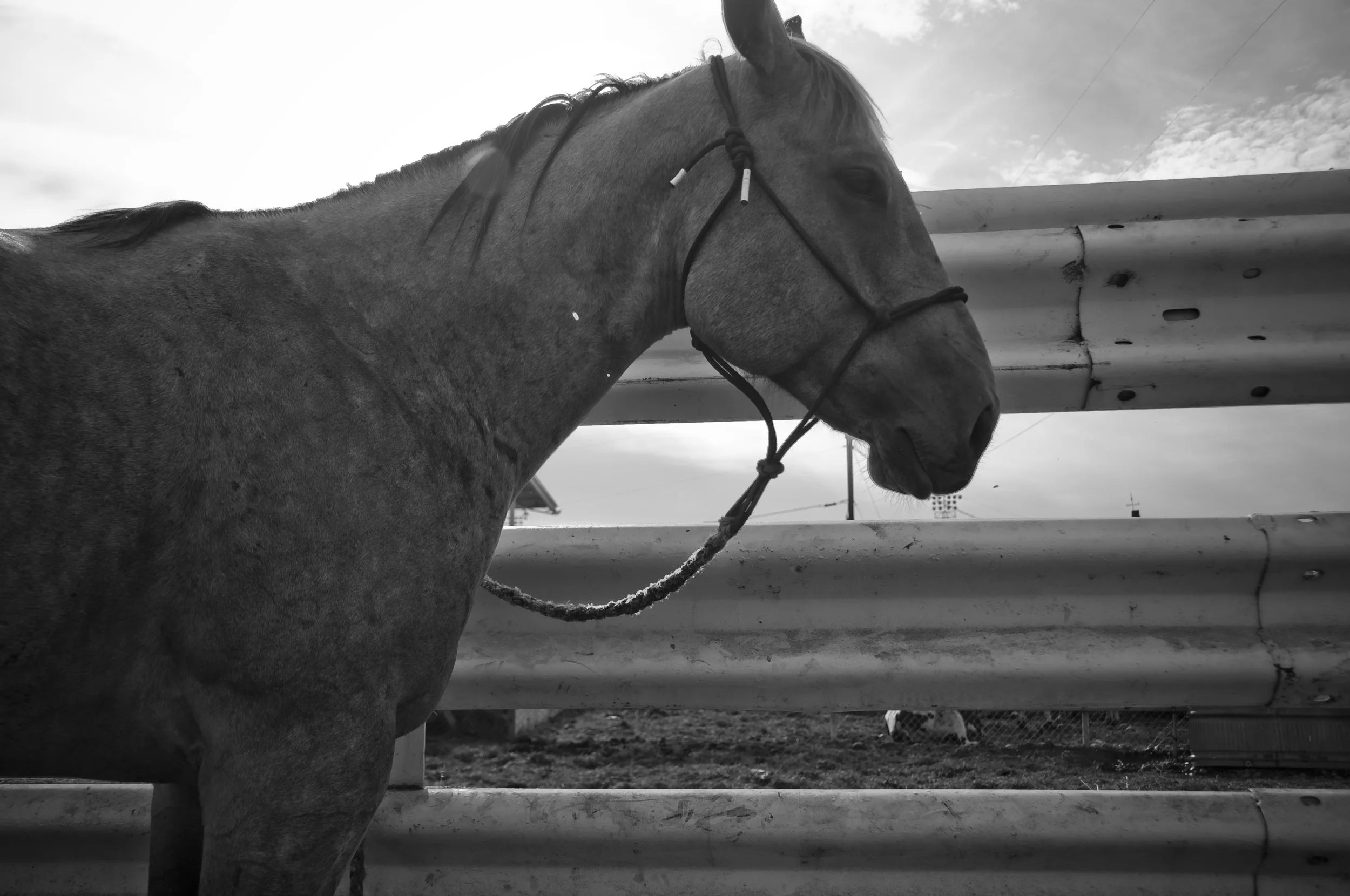 Pendleton Round-Up 2009_3963113982_o.jpg