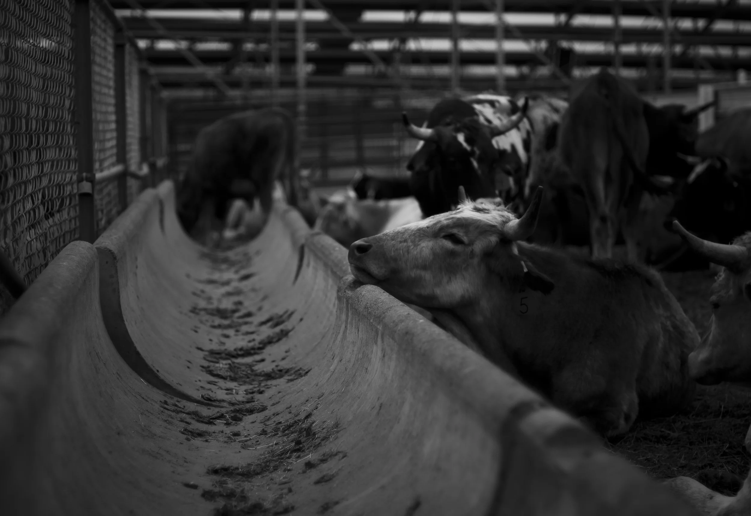 Pendleton Round-Up 2009_3965669413_o.jpg