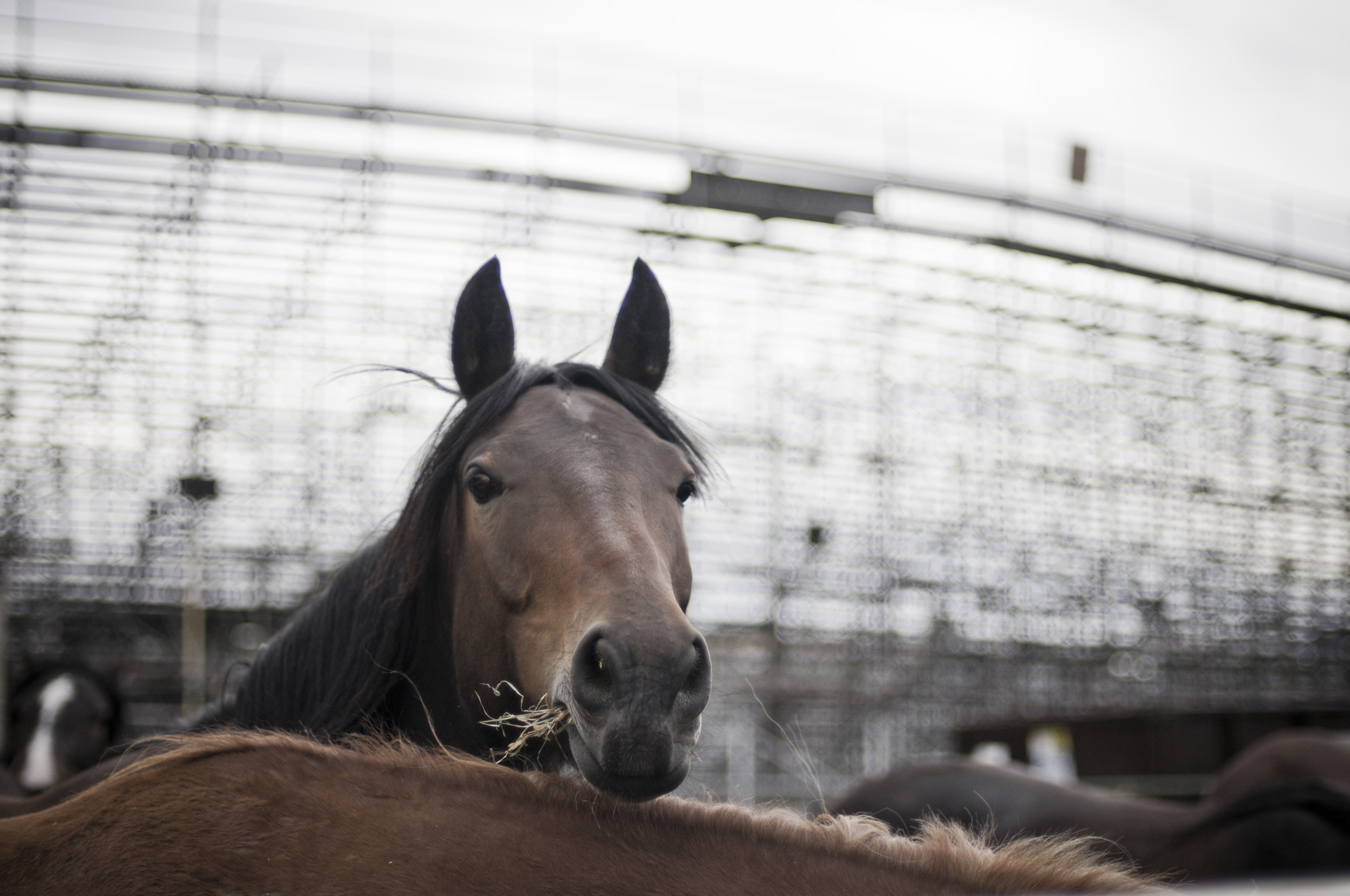 Pendleton Round-Up 2009_3966432440_o.jpg