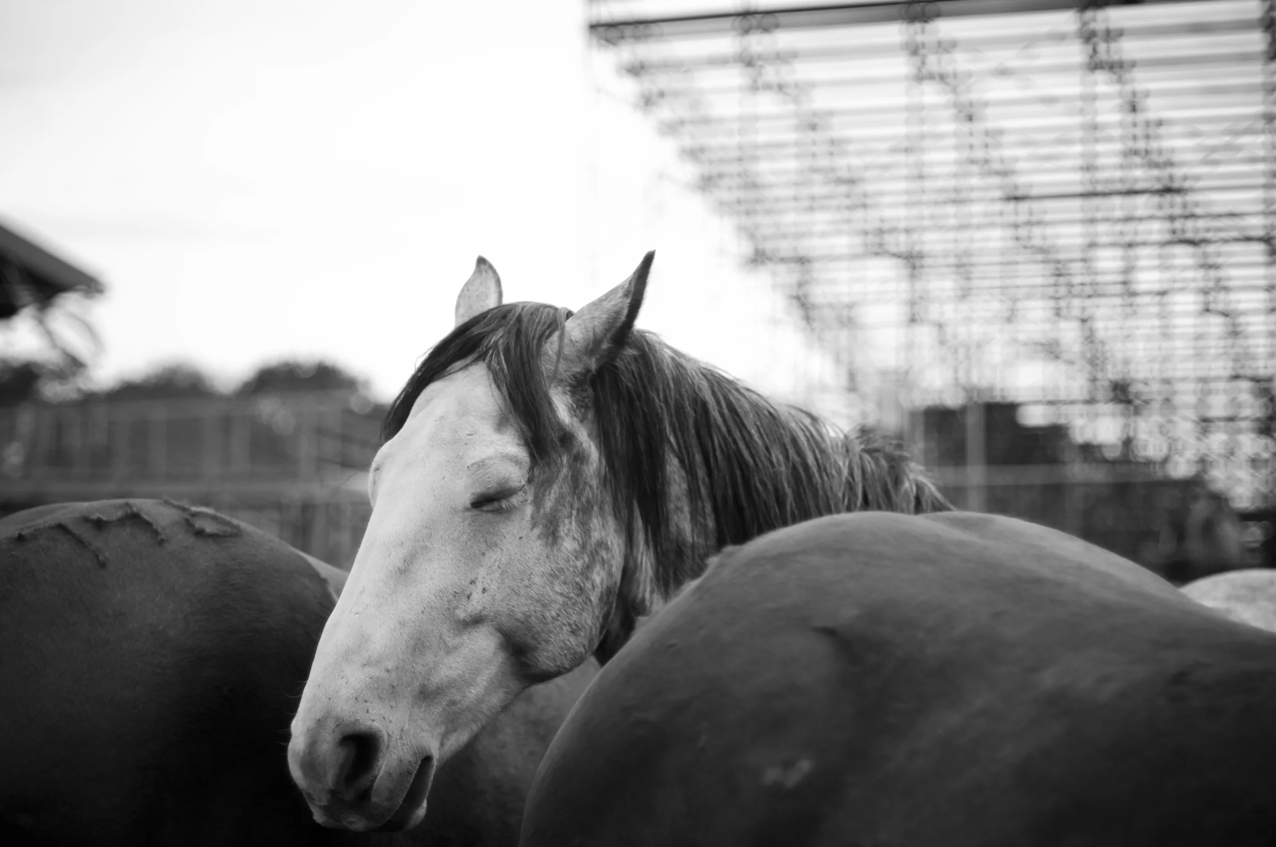 Pendleton Round-Up 2009_3966434090_o.jpg