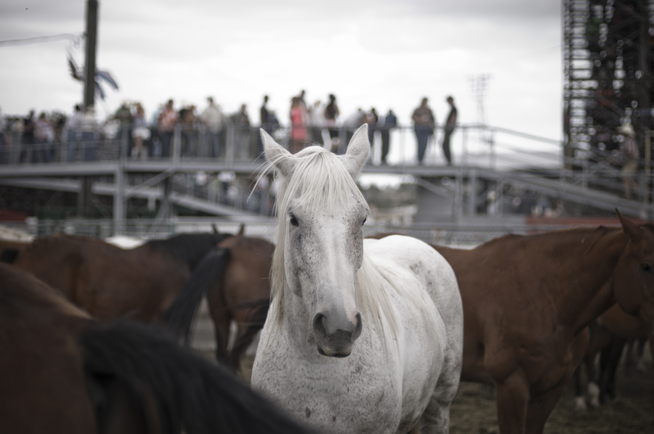Pendleton Round-Up 2009_3972222632_o.jpg