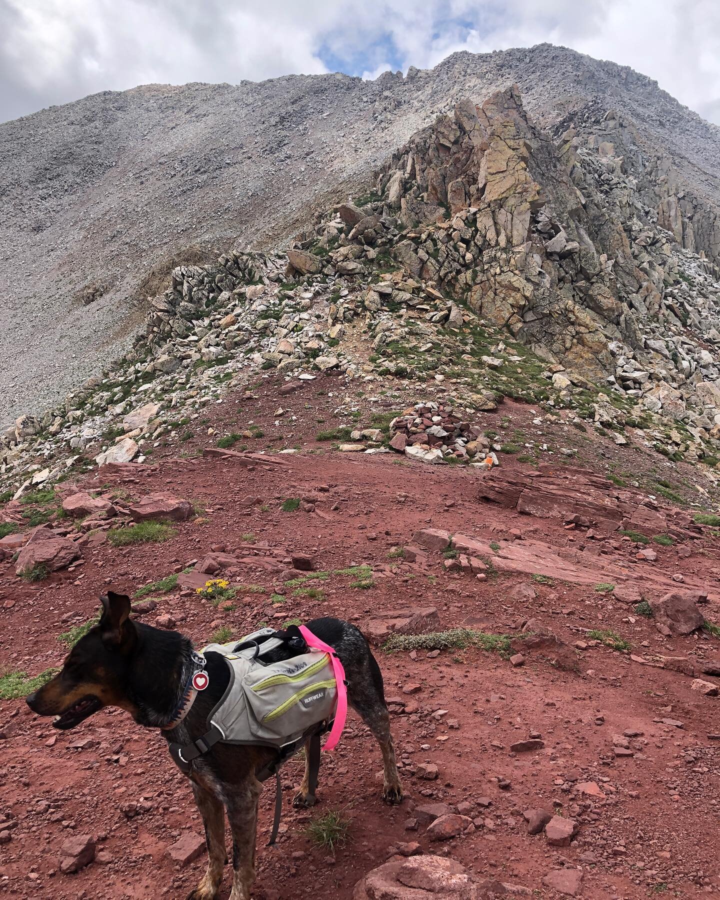 Let&rsquo;s talk doggy backpacks! Before you buy one, you need to know your dogs weight- this is how the pack will be sized. Follow the instructions on the pack, but in general: your dog should never carry more than 1/3 its own weight. Consider packi